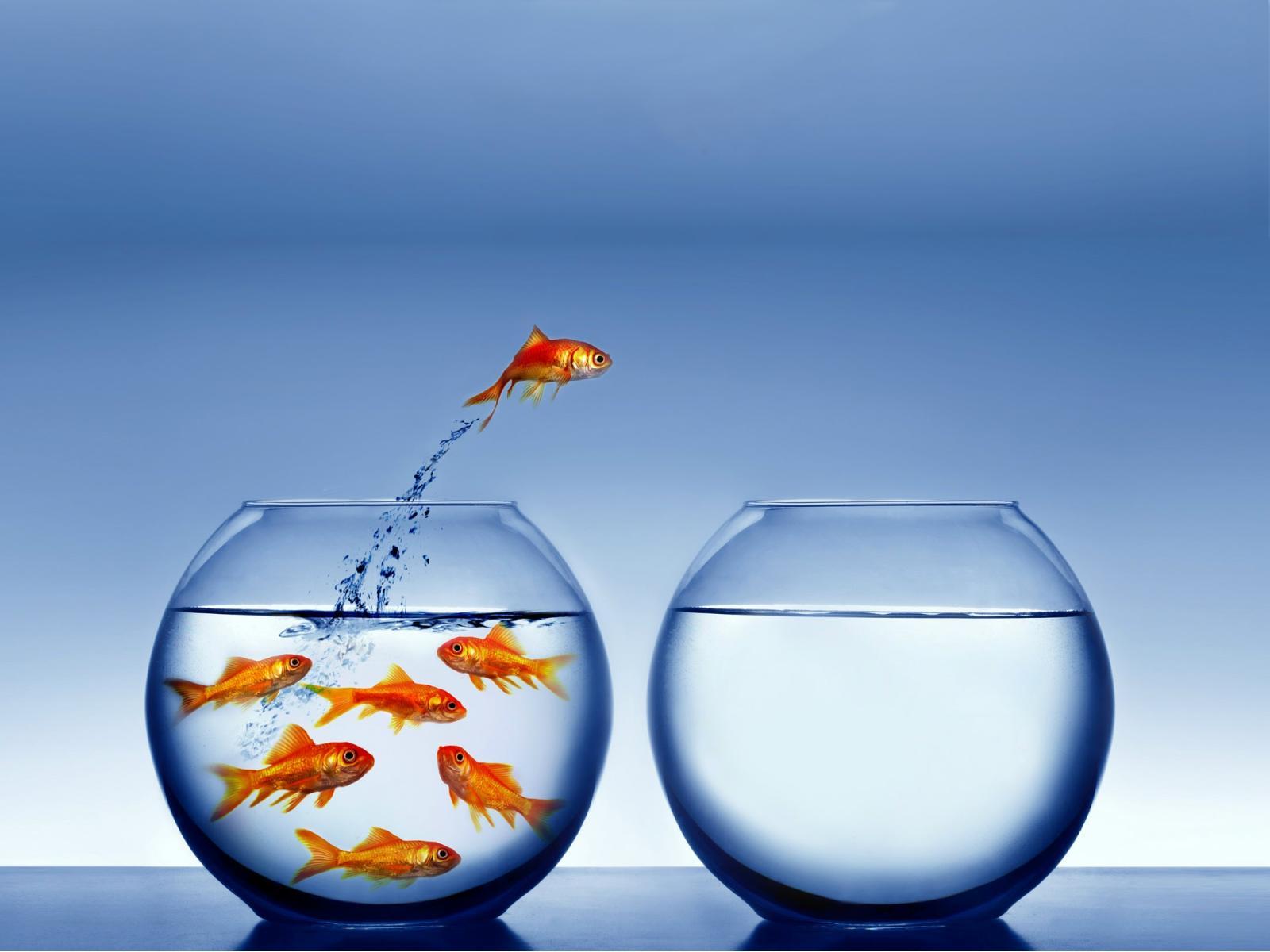 1600x1200 Free Live Moving Fish Wallpaper Wallpaper HD Positive