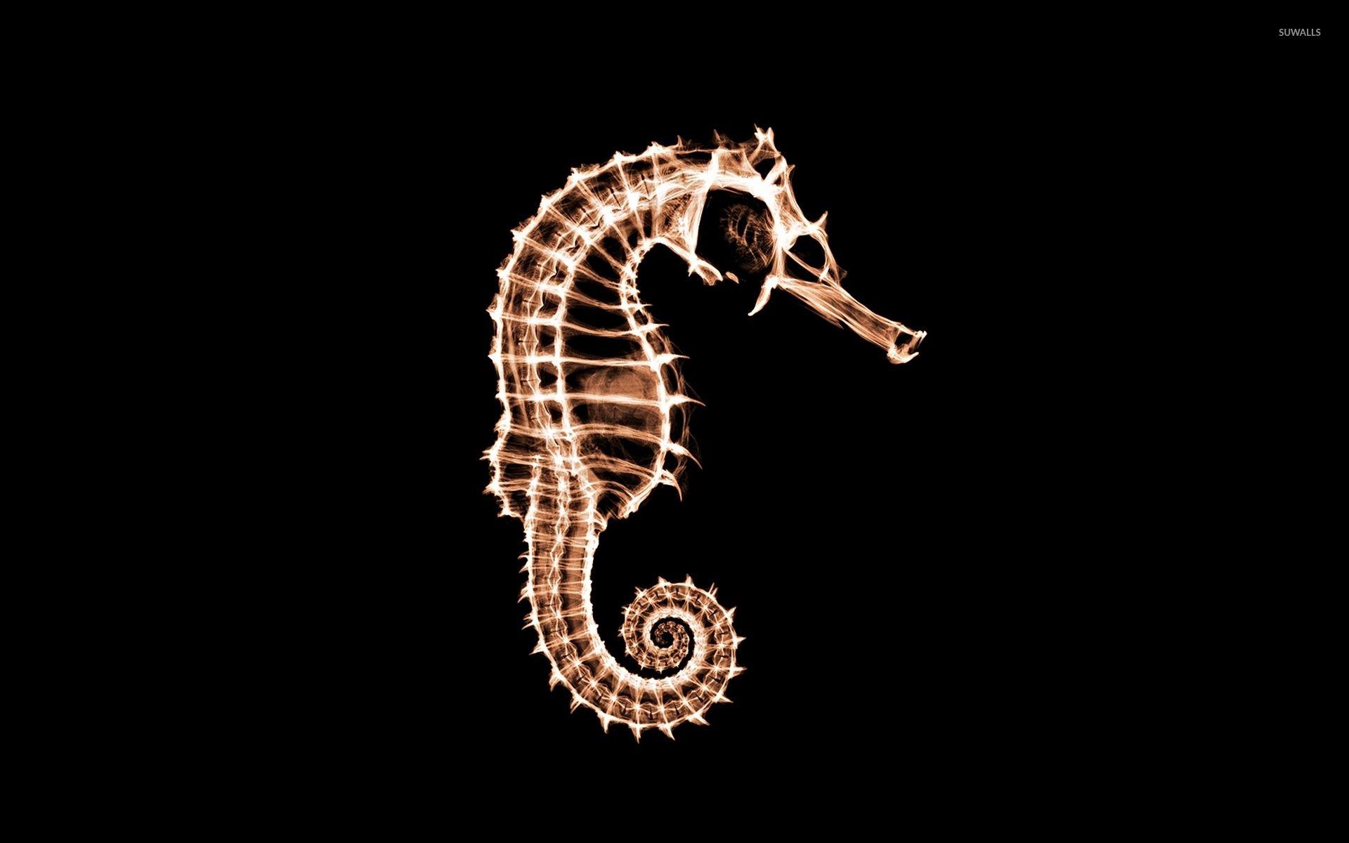 1920x1200 Seahorse Wallpaper Animal Spot