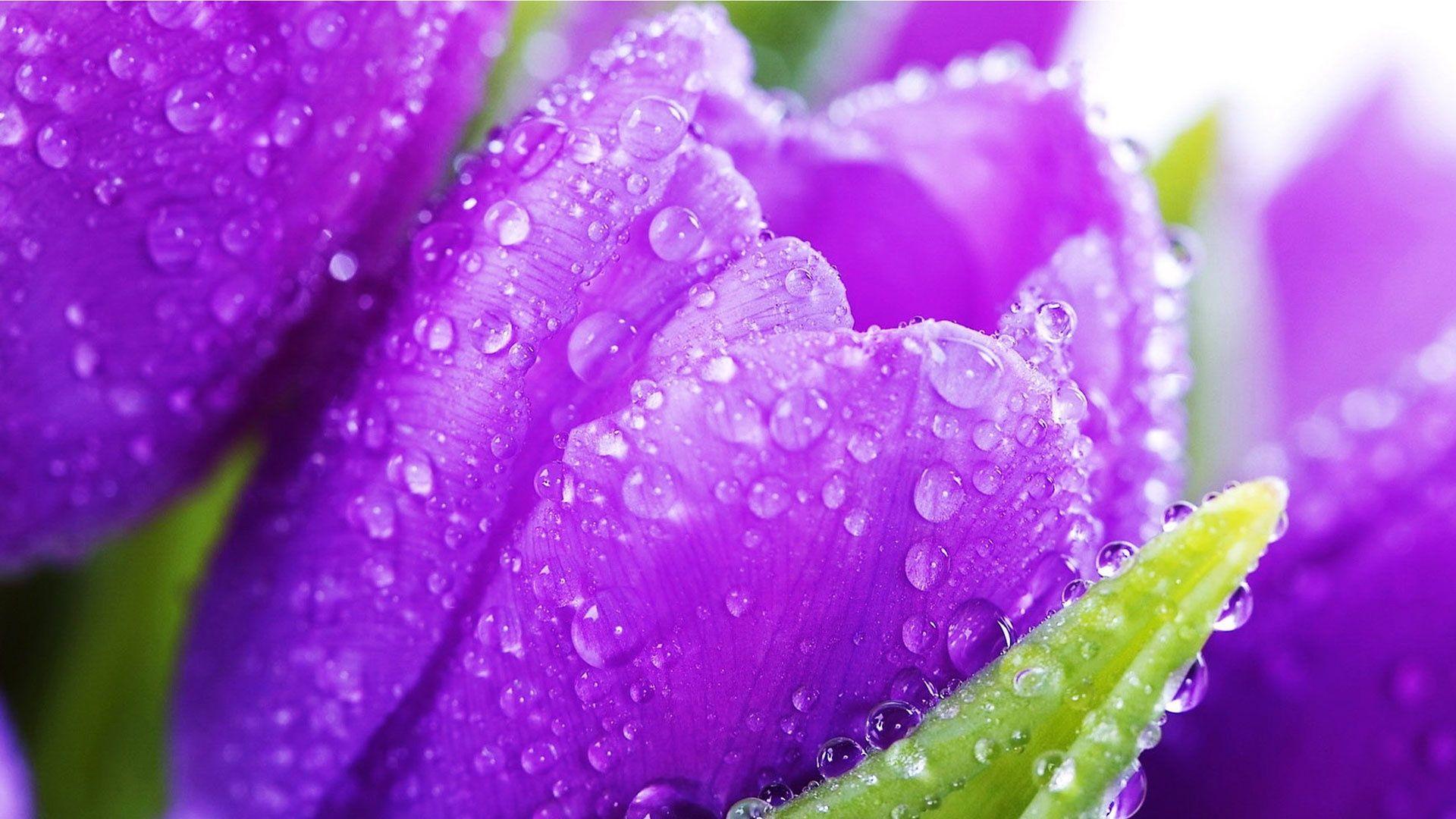 1920x1080 Beautiful HD wallpaper for desktop