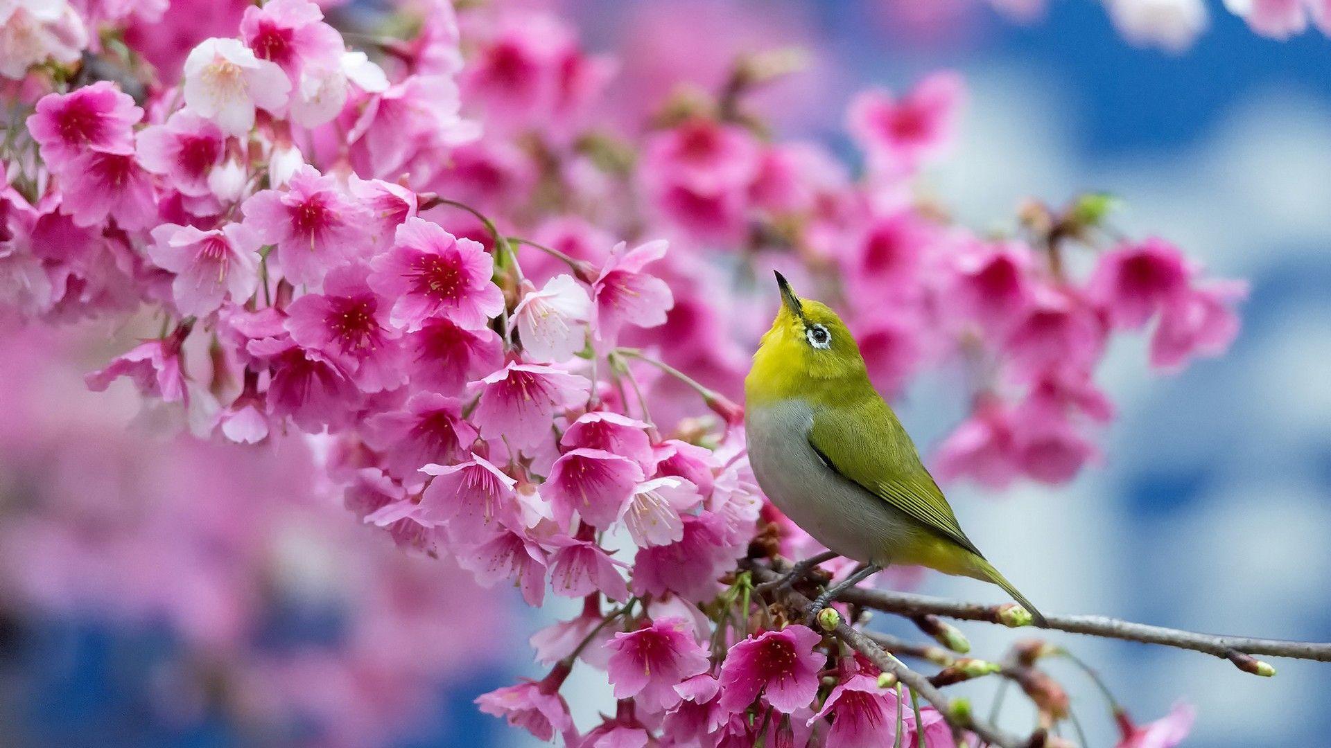 1920x1080 Beautiful Spring Desktop Wallpaper Cute Wallpaper