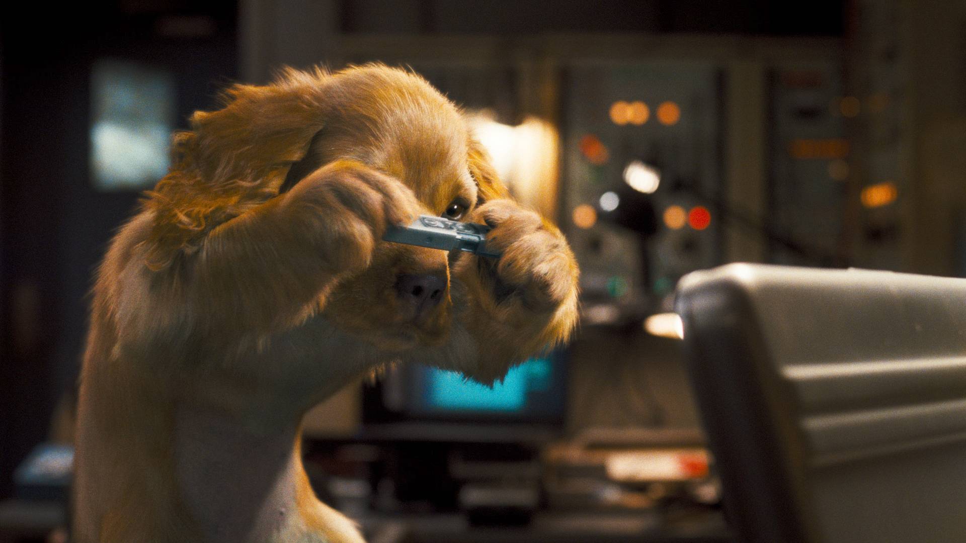 1920x1080 Funny Dogs HD Wallpaper