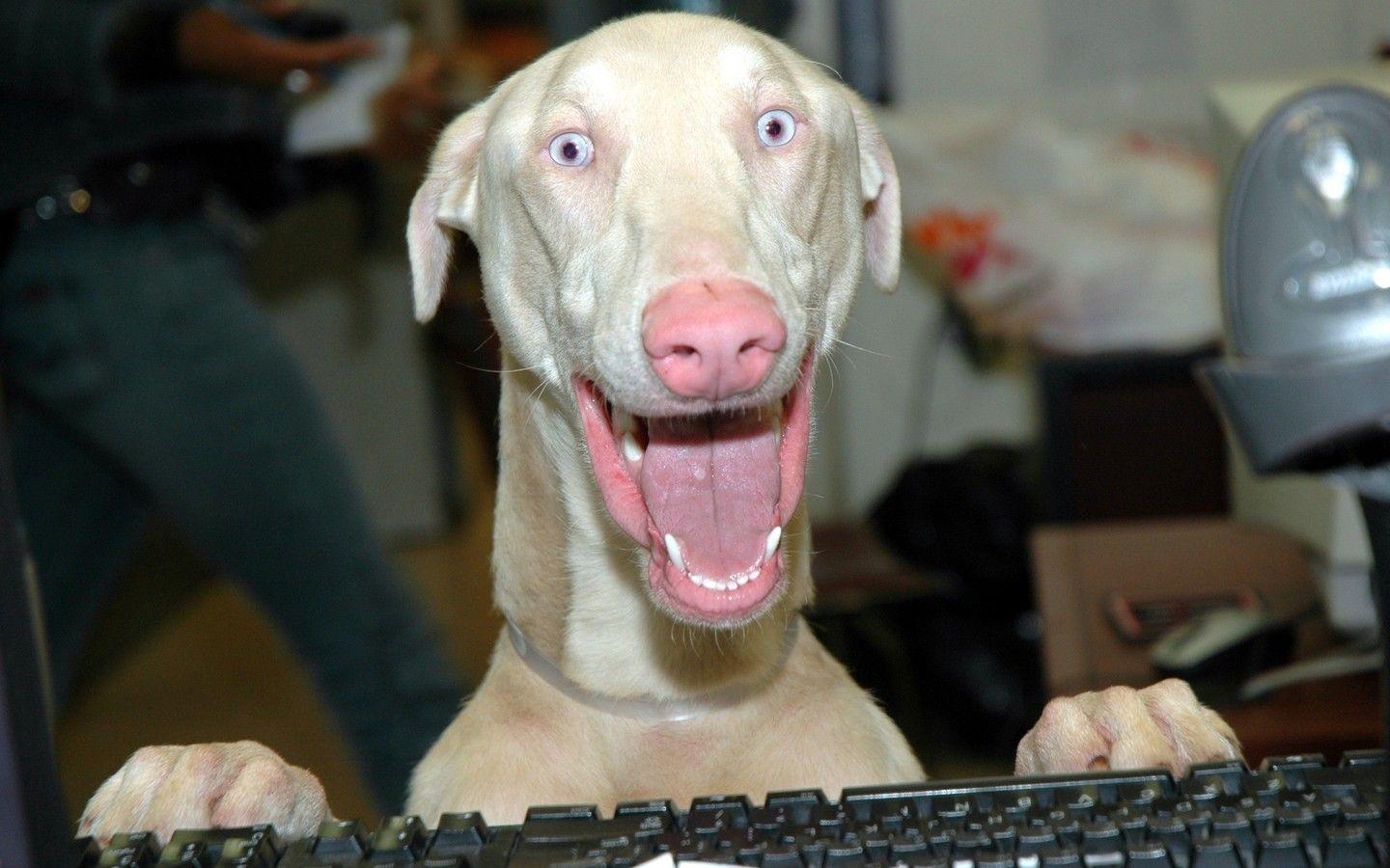 Crazy Dog Wallpapers Top Free Crazy Dog Backgrounds WallpaperAccess