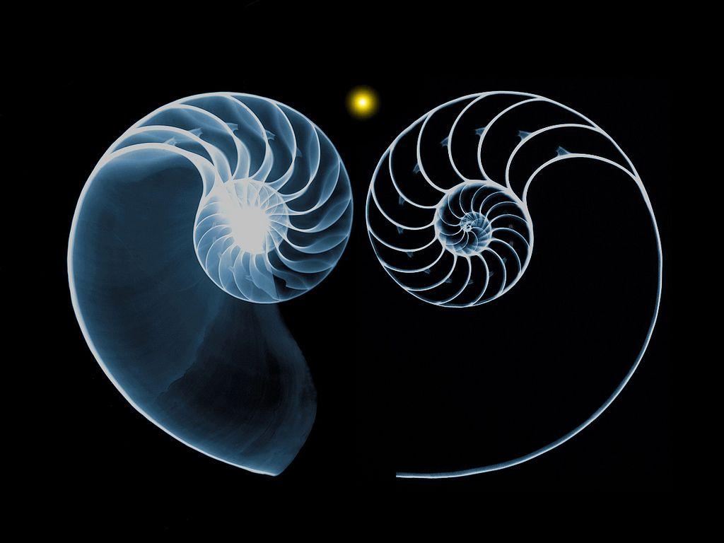 1024x768 The World's most recently posted photo of nautilus and xray