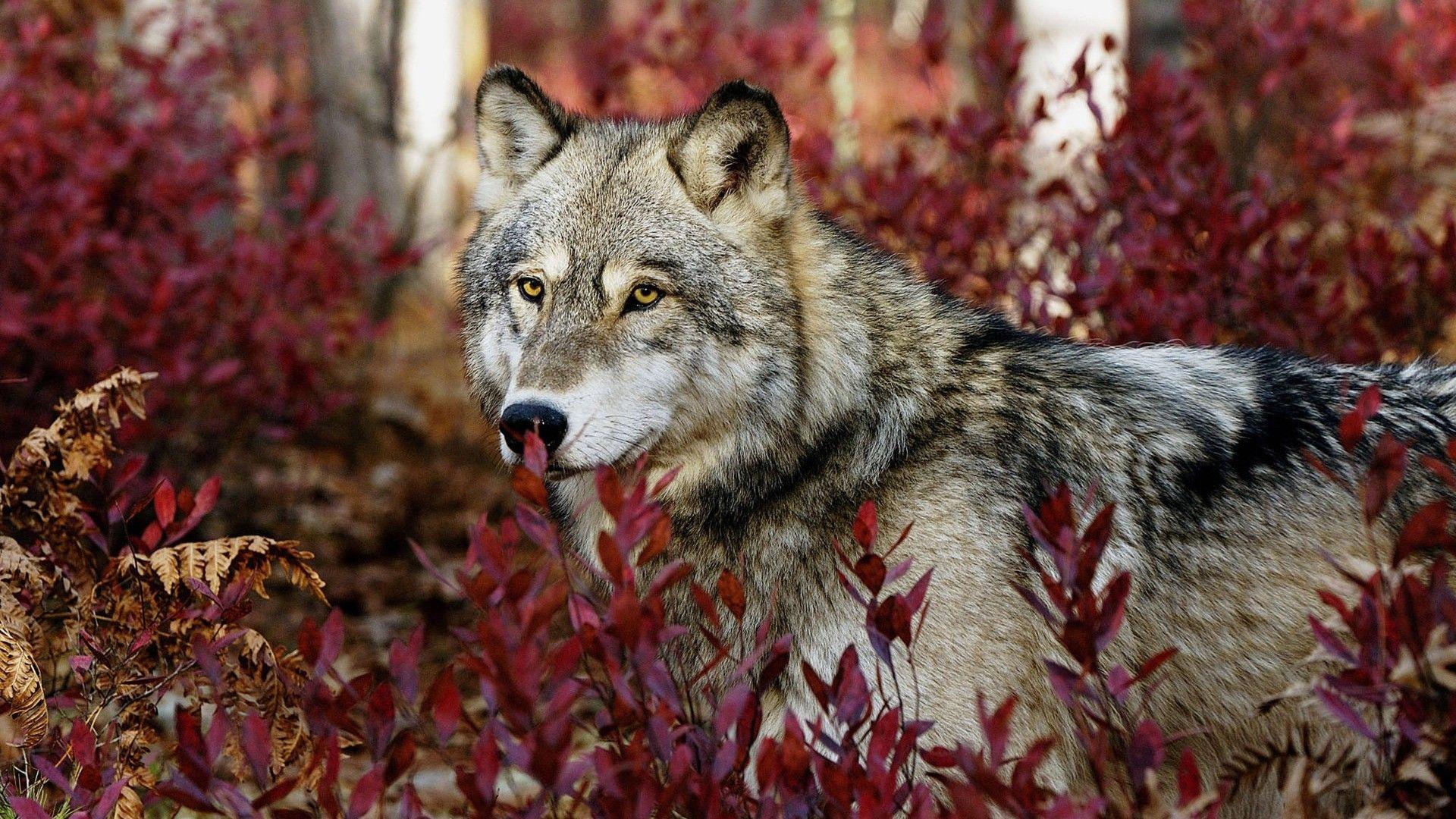 1920x1080 Beautiful Wolf Wallpaper