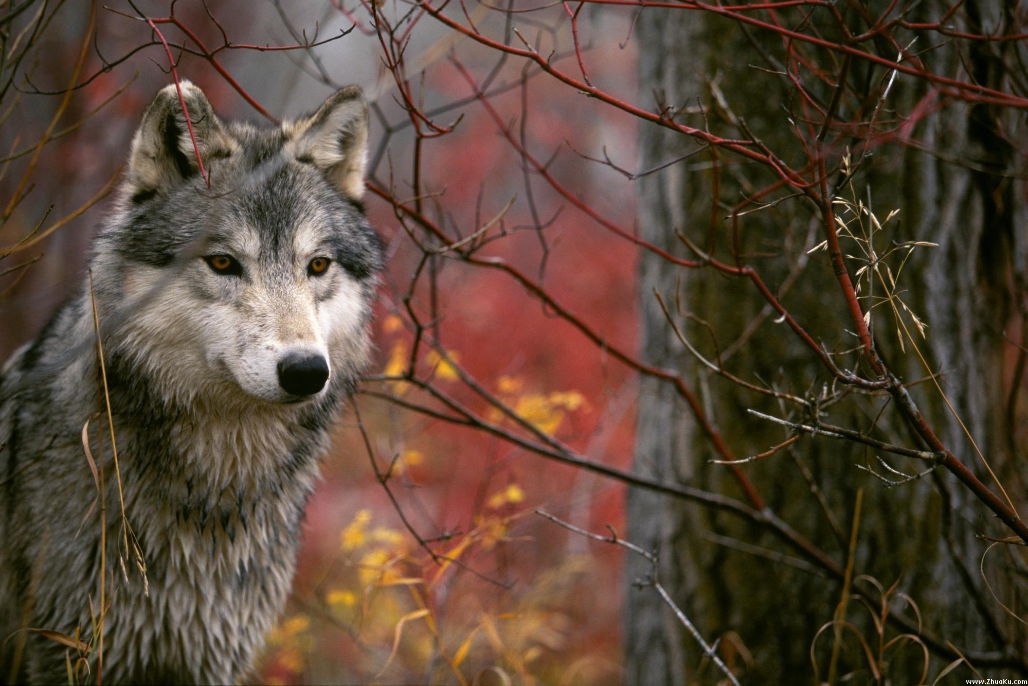 1999x1333 Beautiful wolf image wallpaper
