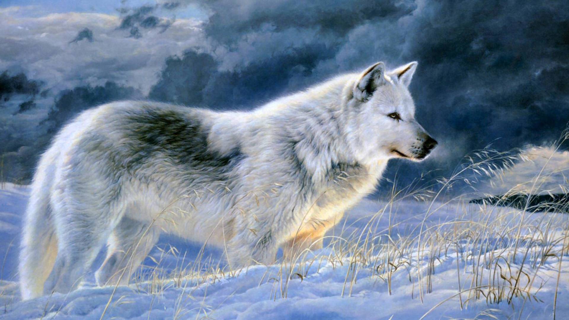 1920x1080 Wolf Wallpaper Free Download