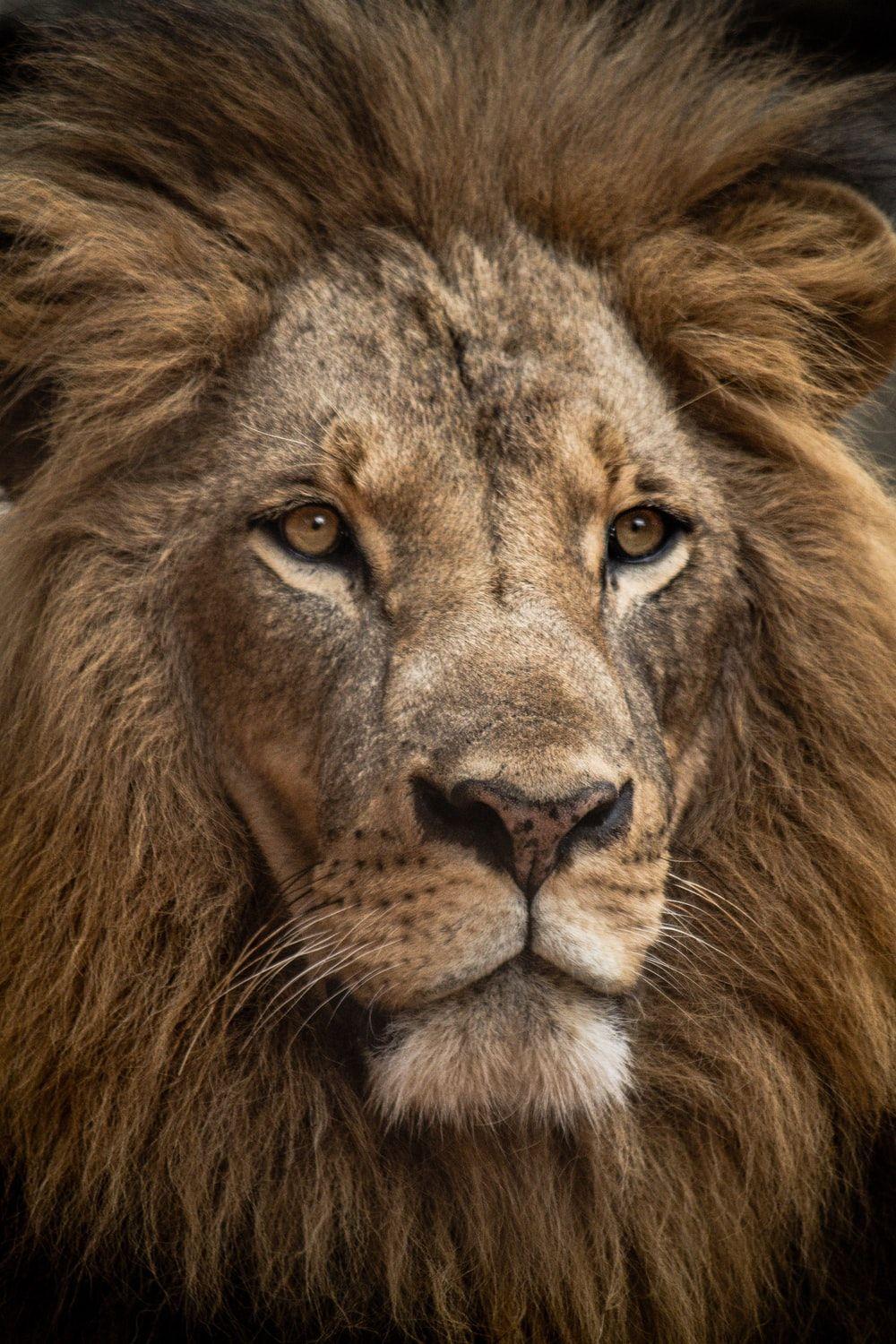 1000x1500 Lion Wallpaper: Free HD Download [HQ]