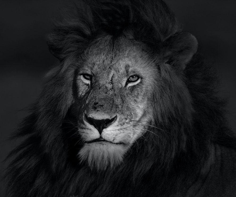 1000x837 Lion Wallpaper: Free HD Download [HQ]