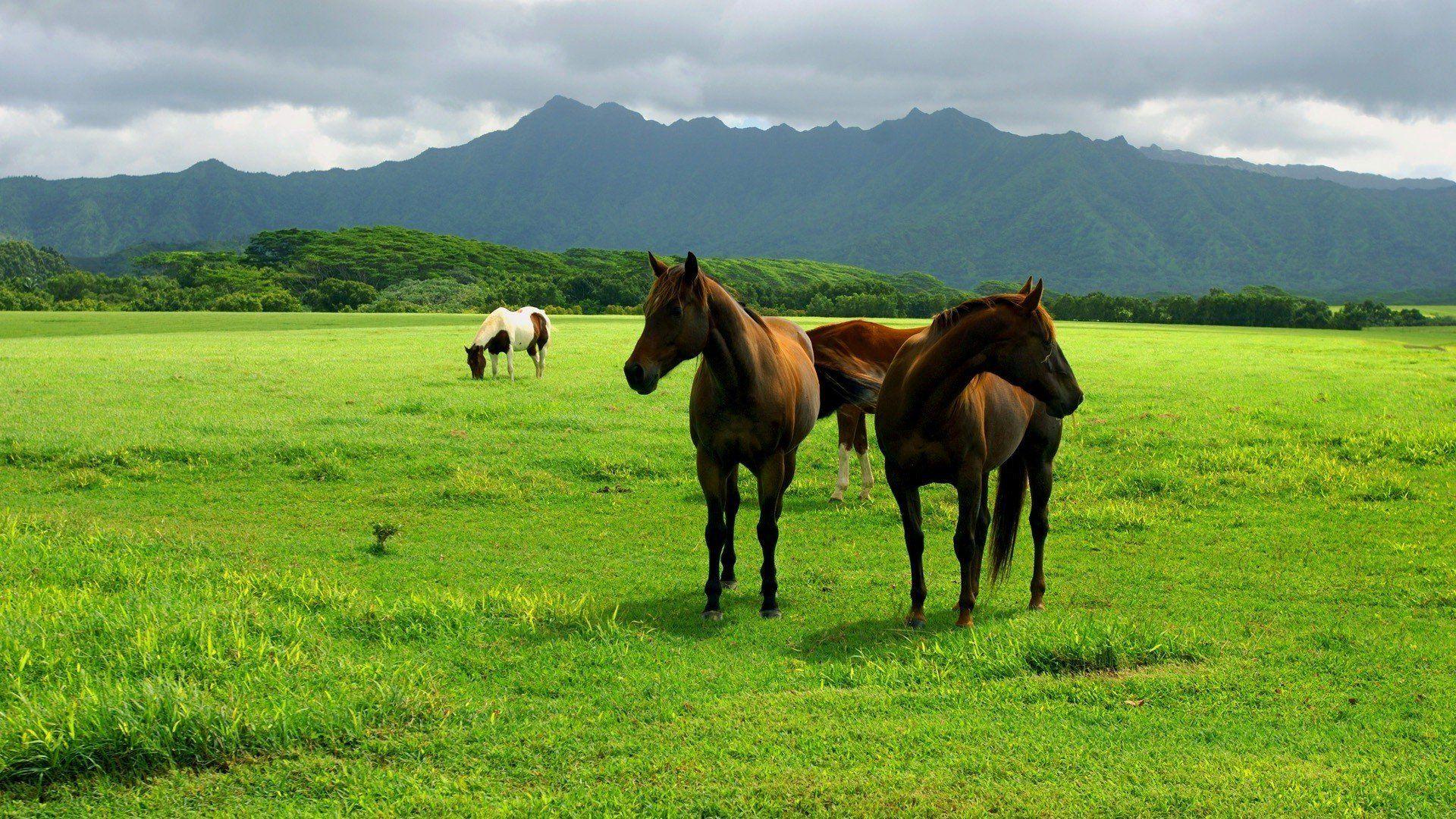 1920x1080 beauty, Cute, Amazing, Animal, New, Thoroughbred, Horse, In, Farm Wallpaper HD / Desktop and Mobile Background
