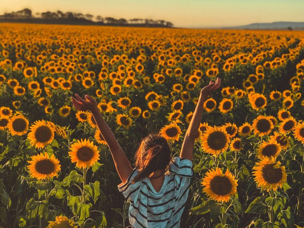1024x768 Desktop wallpaper sunny day, sunflowers, farm, woman, HD image, picture, background, 3a3a0a