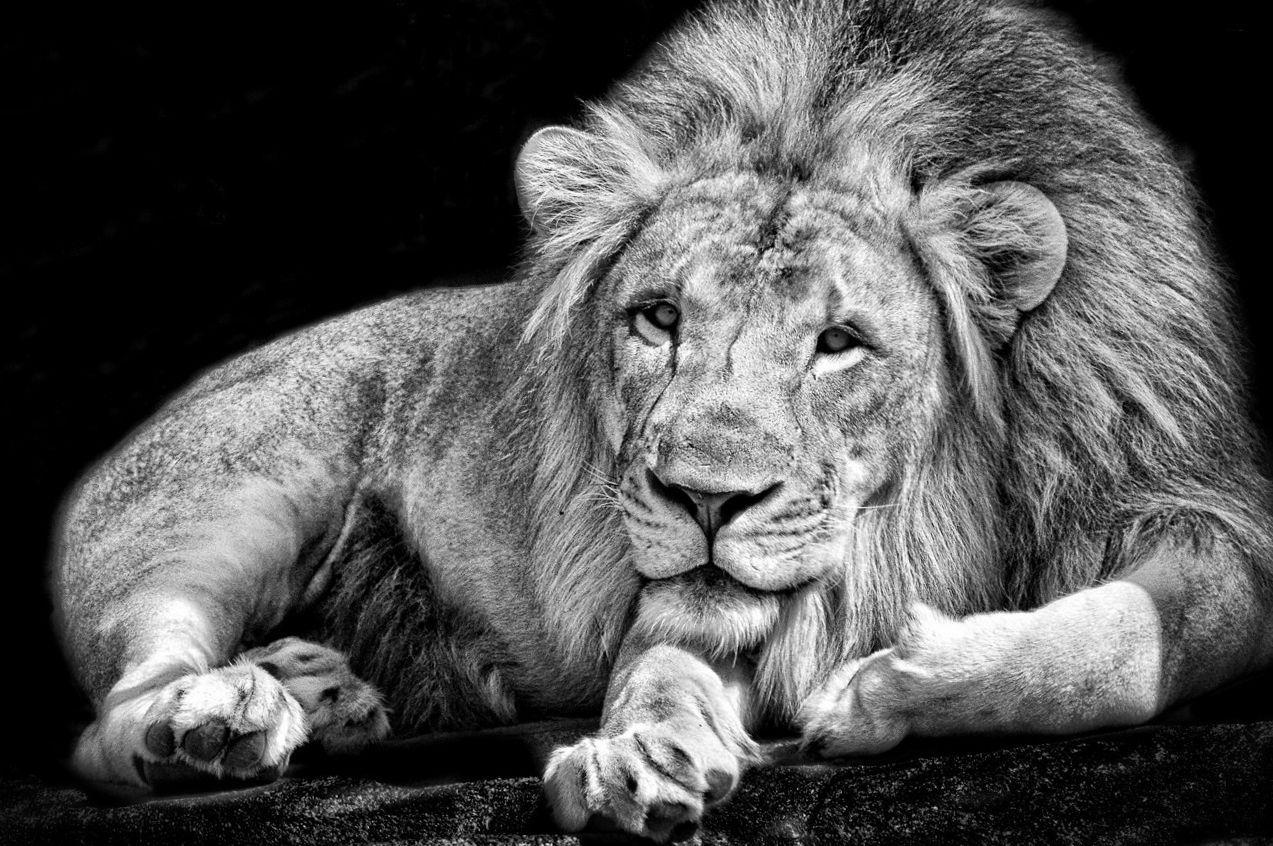 1273x846 Cute Animal Wallpaper Free Download Free Wallpaper. Animal wallpaper, Wild animal wallpaper, Animals