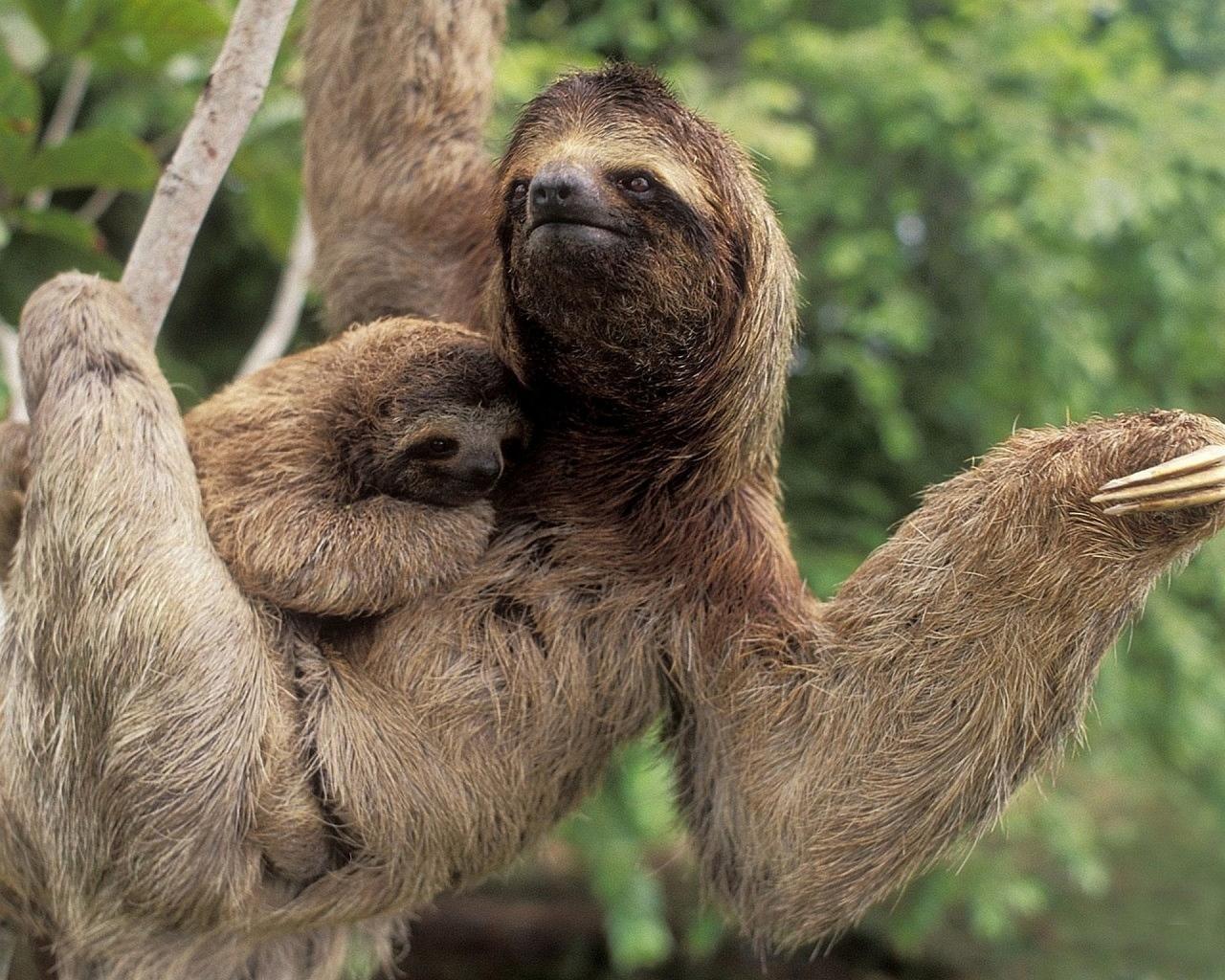 1280x1024 Sloth wallpaper HD for desktop background