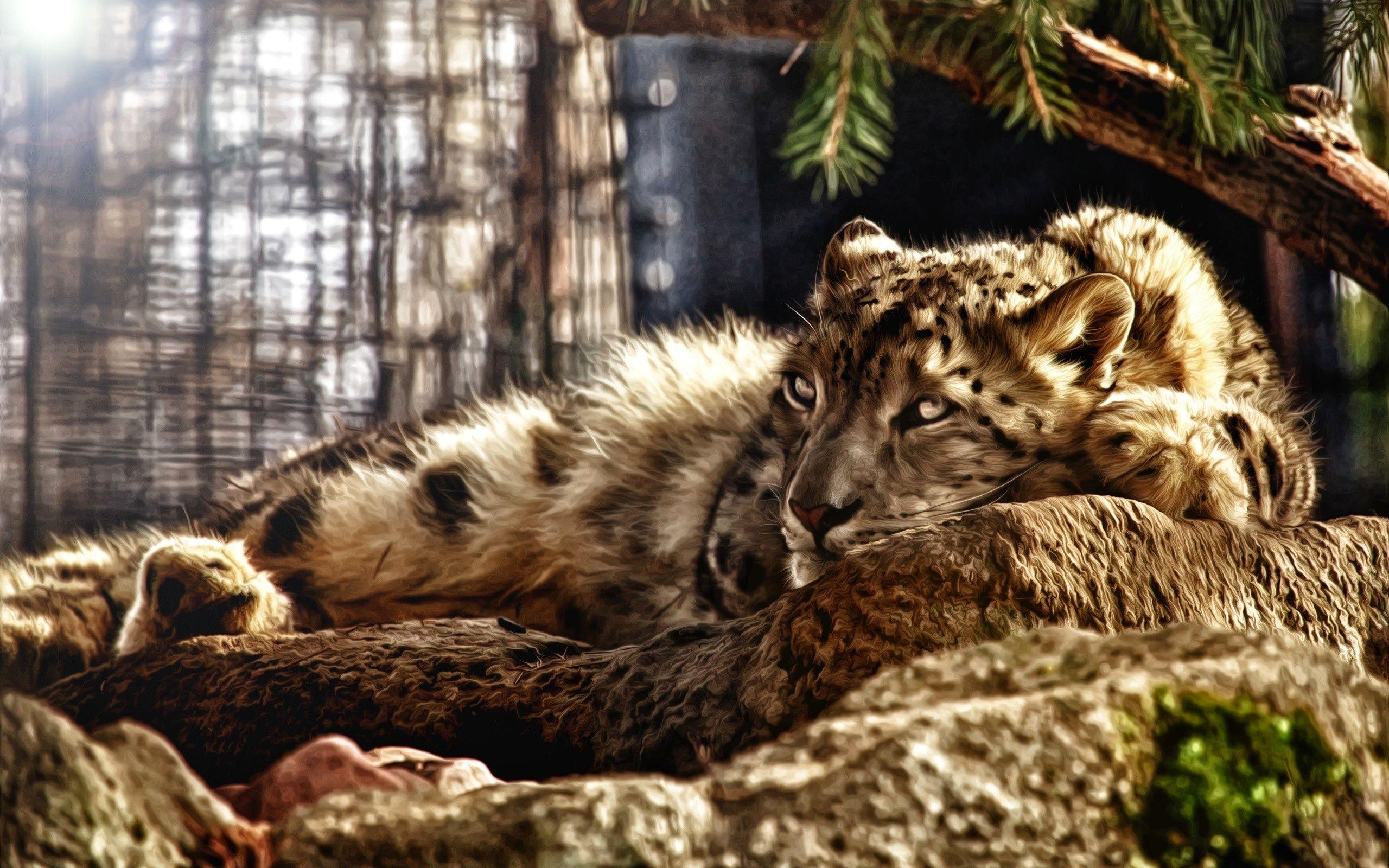 2560x1600 Wild Wallpaper