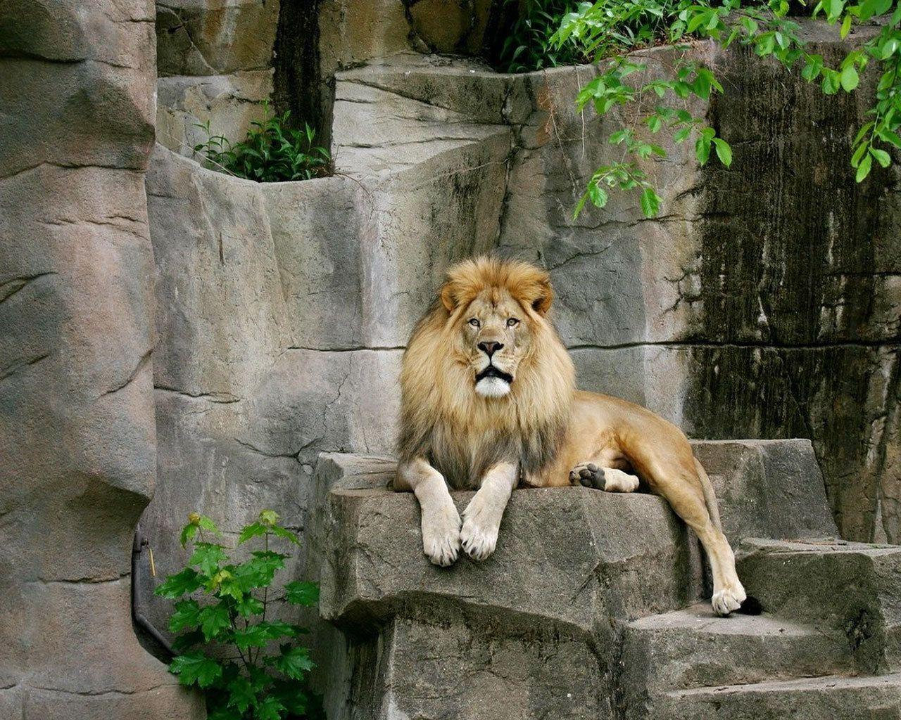 1280x1024 wild animals animal wallpaper, Animals wild, Wild animals picture