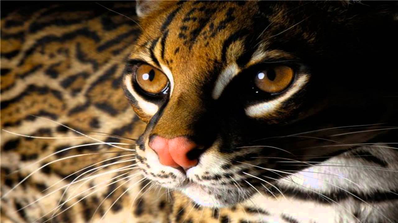 1280x720 Cool Animal Wallpaper