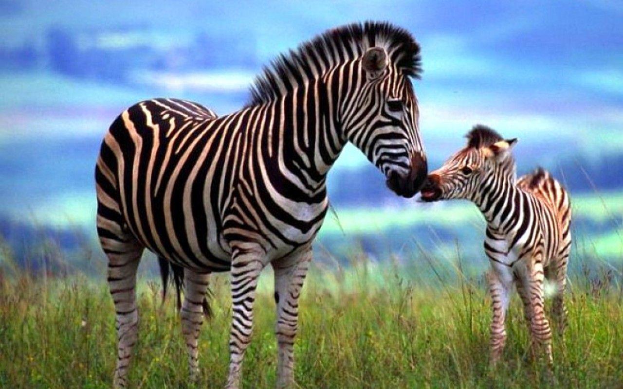 1280x800 Free Cool Wild Animal Wallpaper Full HD 1280x800