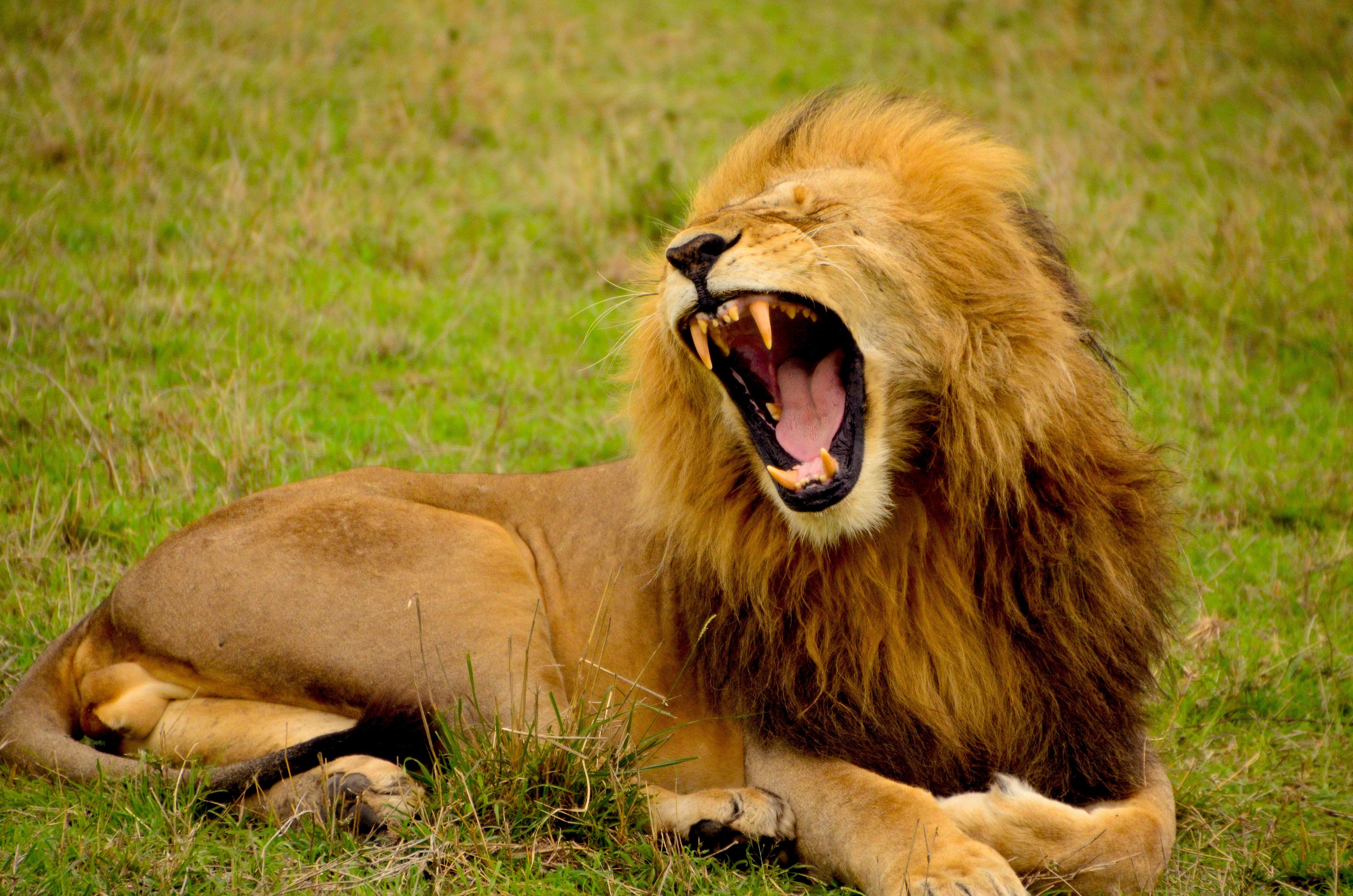 4928x3264 Wildlife Picture. Download Free Image