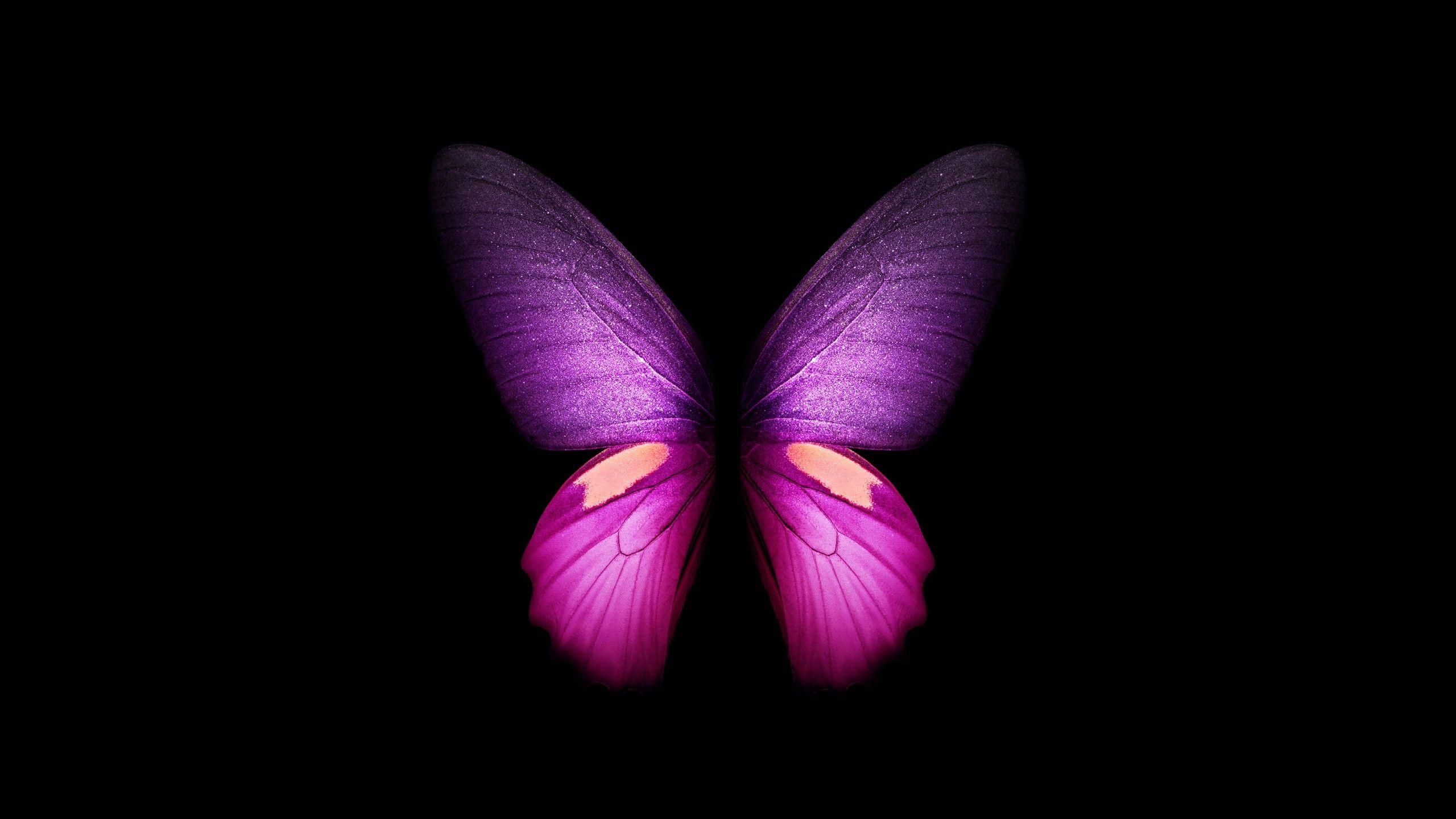 2560x1440 Purple Butterfly 4K Wallpaper, Wings, Black background, Samsung Galaxy Fold, AMOLED, CGI, Girly, Stock, Graphics CGI