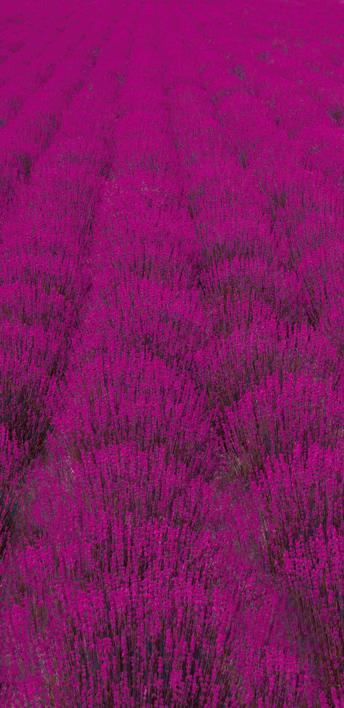 Samsung Pink Wallpapers Top Free Samsung Pink Backgrounds