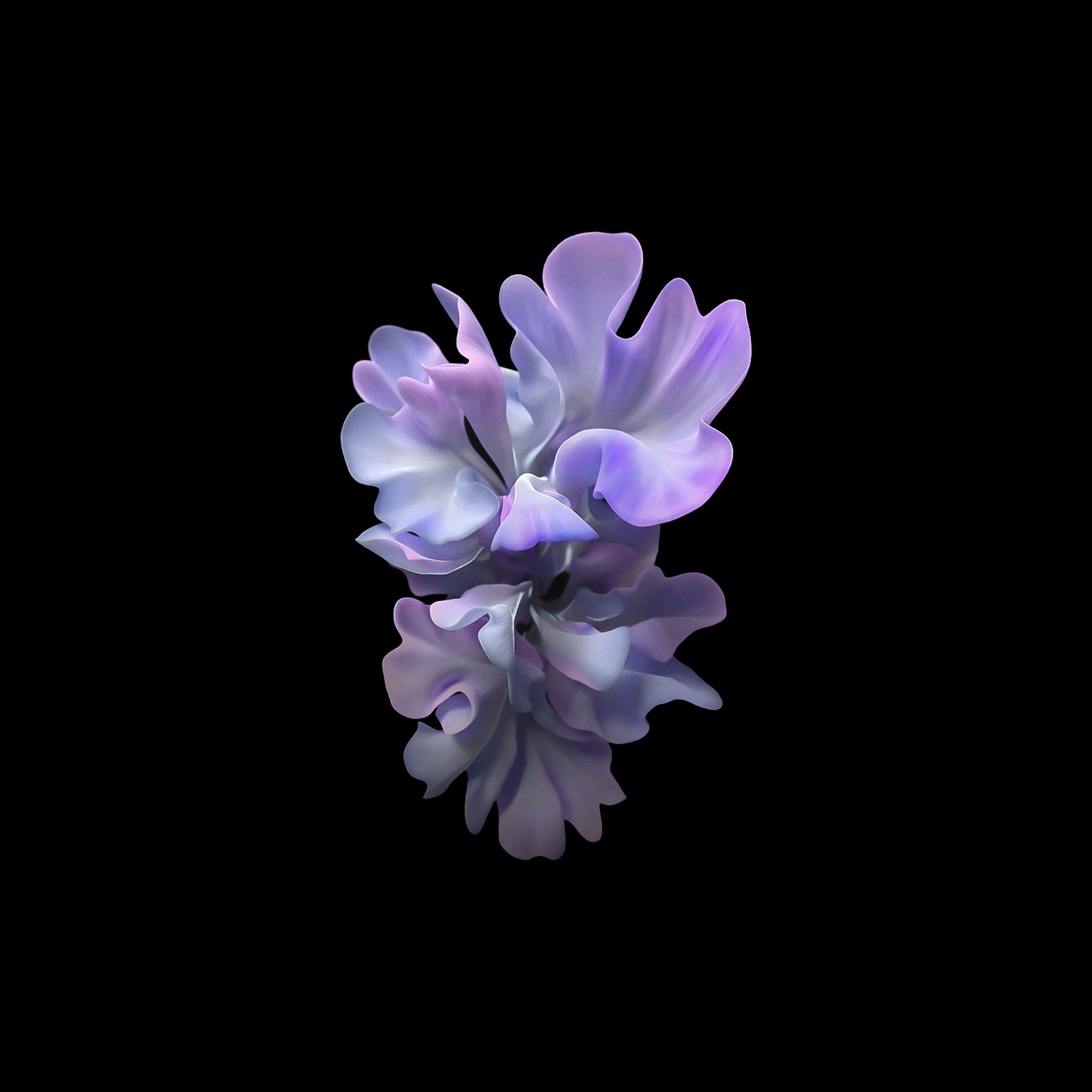 2560x2560 Download Samsung Galaxy Z Flip Wallpaper