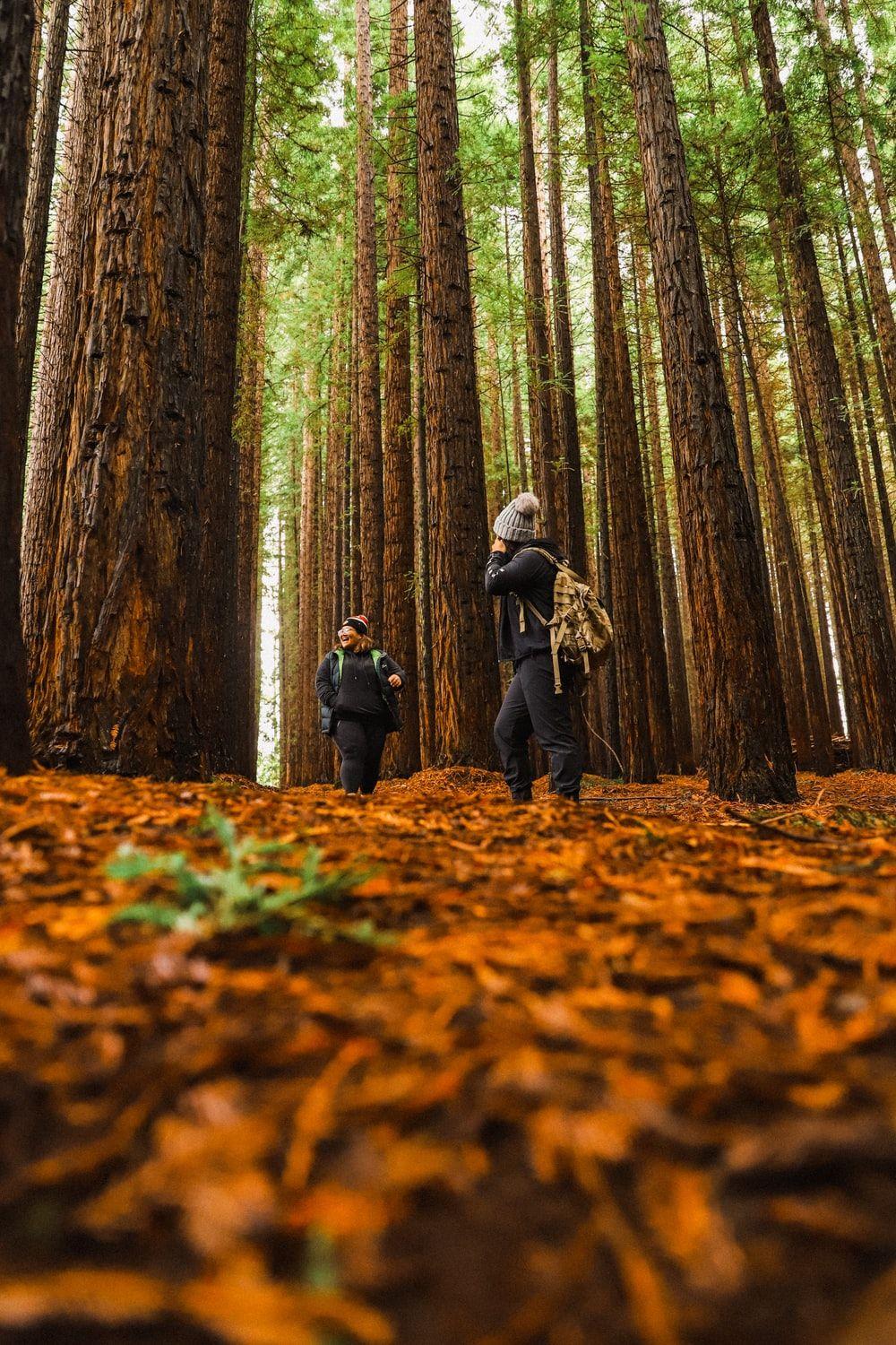 Redwood Forest HD Wallpapers - Top Free Redwood Forest HD Backgrounds