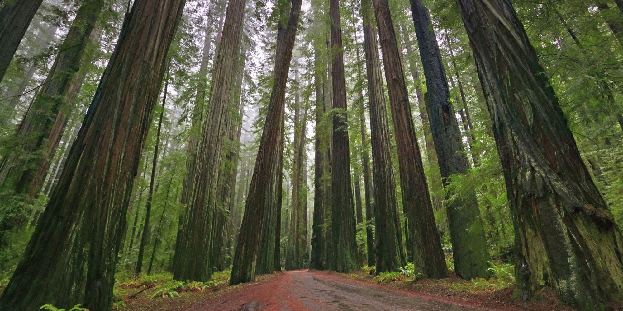 2000x1000 Redwood Forest .
