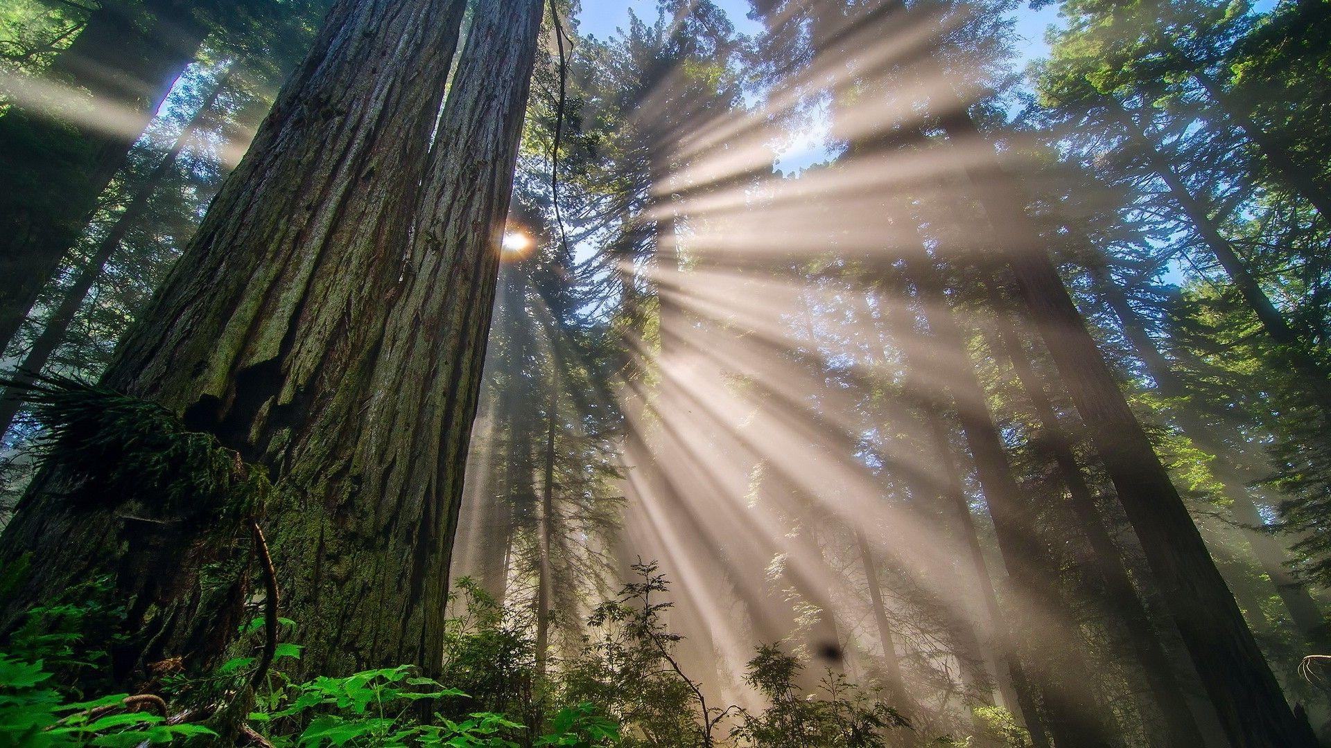 1920x1080 Redwood Forest Wallpaper Forest Background Wallpaper & Background Download