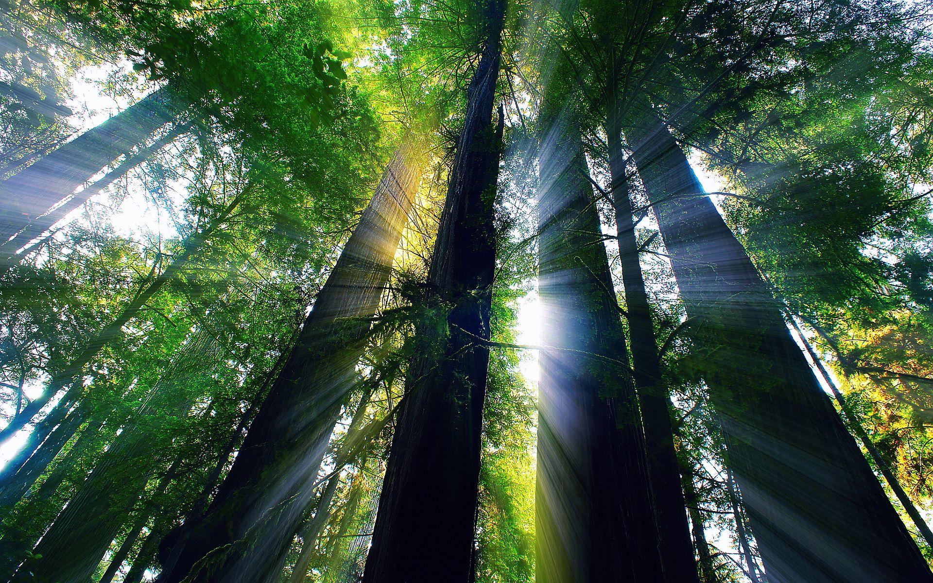 1920x1200 redwood california forest Desktop .hddesktopwallpaper.in