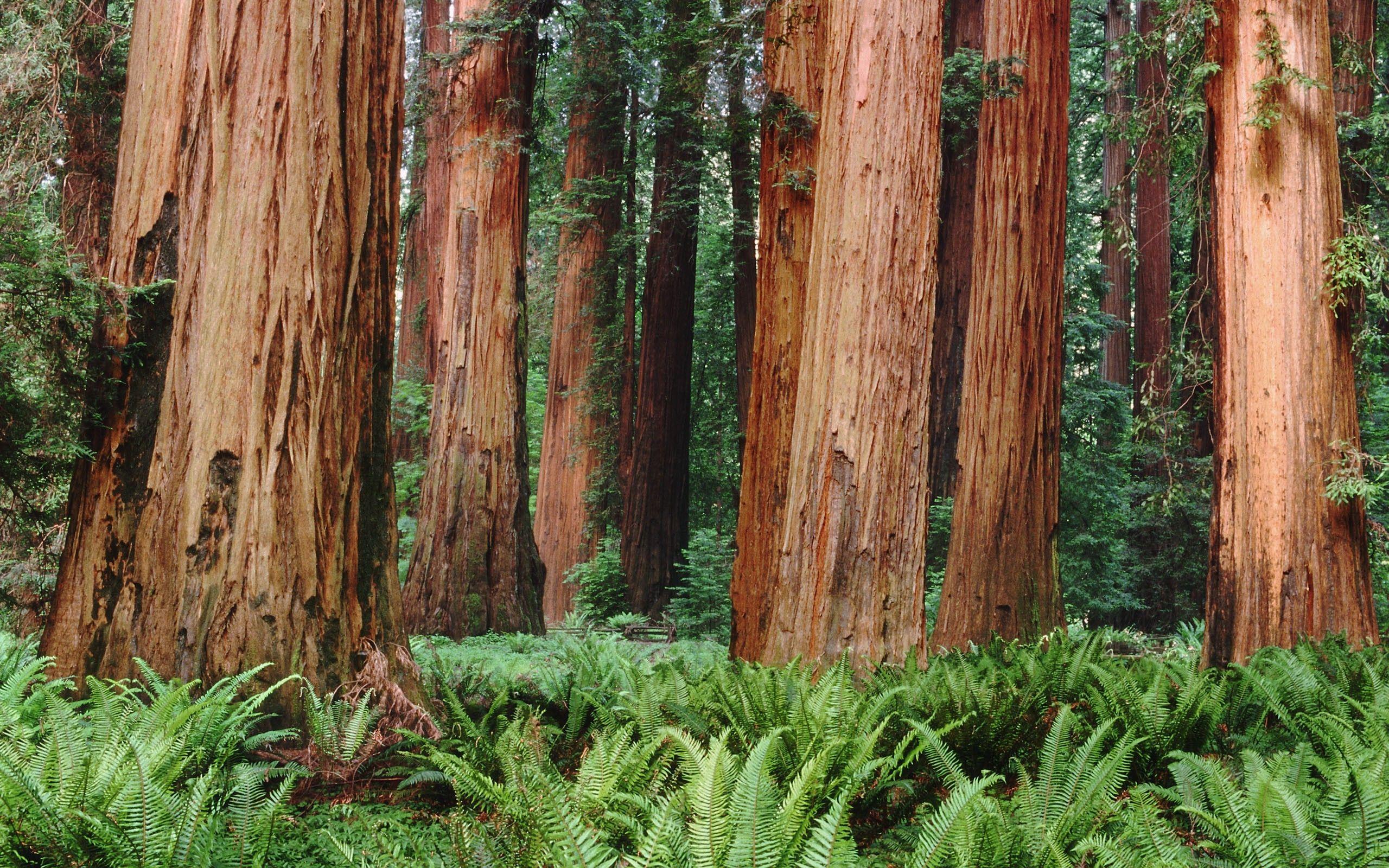 2560x1600 nature, Trees, Forest, Plants, Ferns .