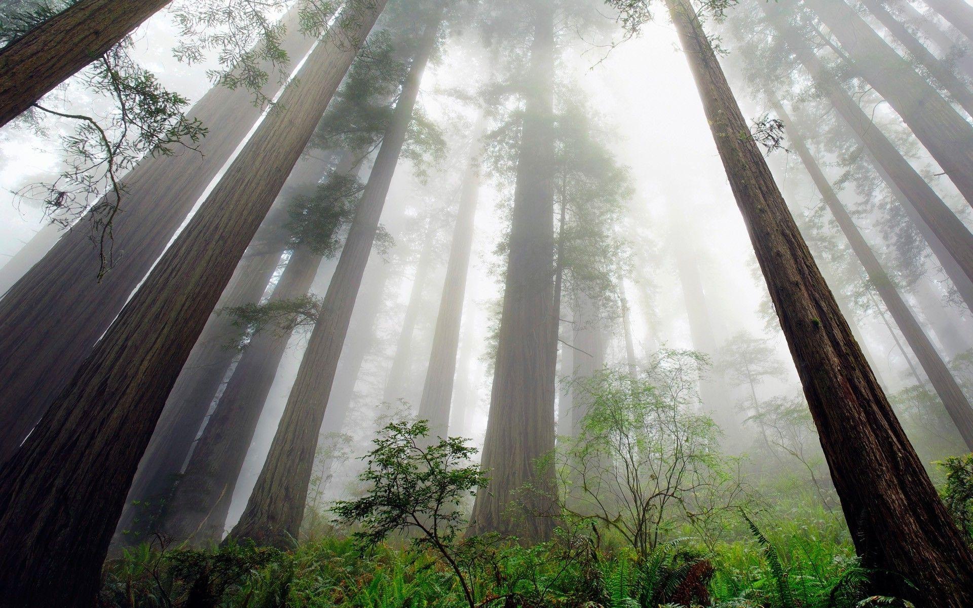 Огромный снизу. Редвуд национальный парк туман. Высокие деревья. Секвойя в тумане. Сосновый лес вид снизу.
