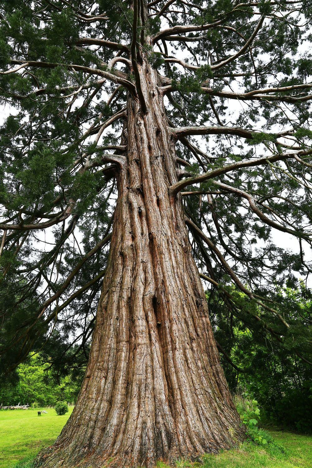 1000x1500 Redwood Tree Picture [HD]. Download Free Image