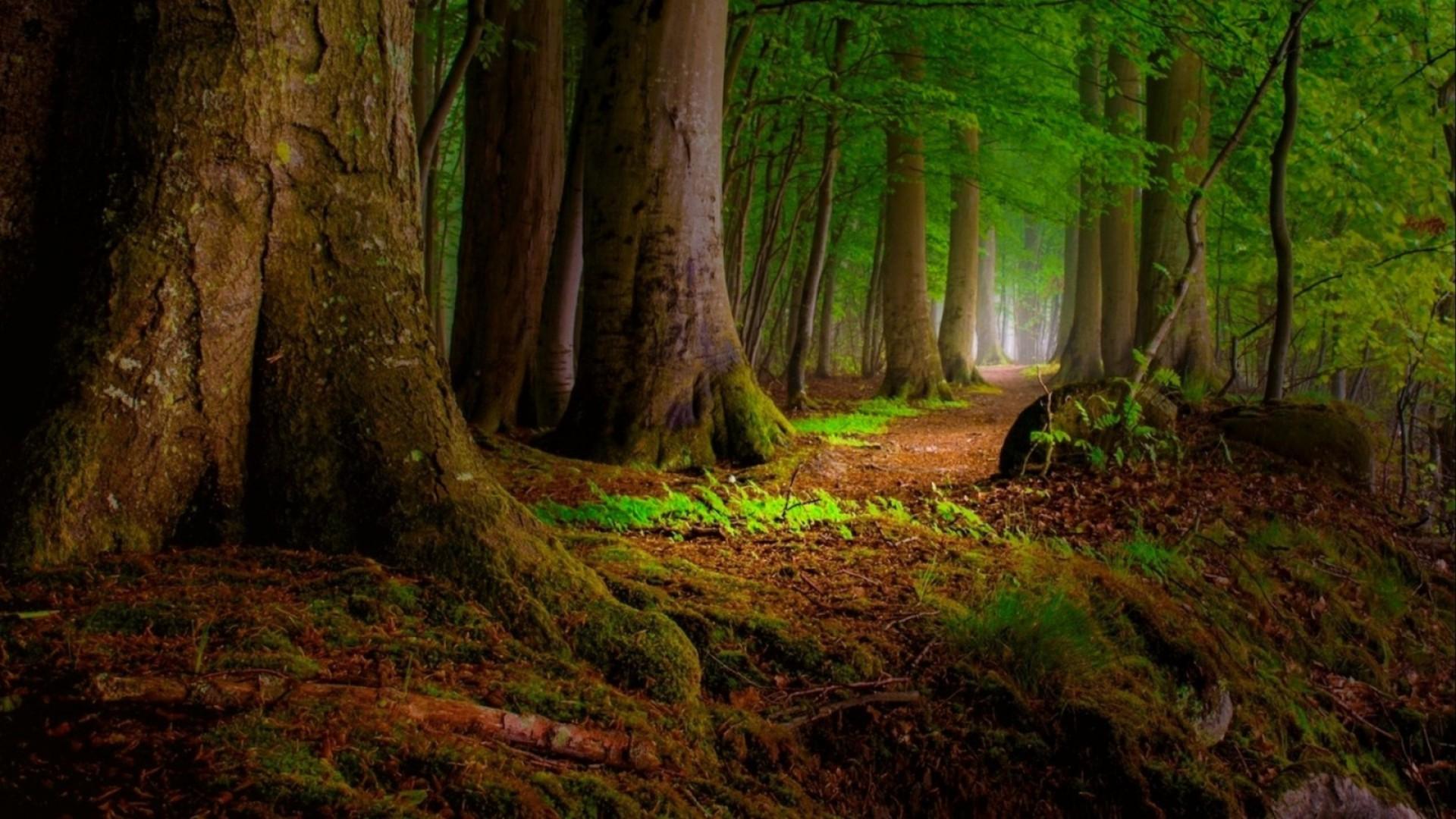 Redwood Forest HD Wallpapers Top Free Redwood Forest HD Backgrounds