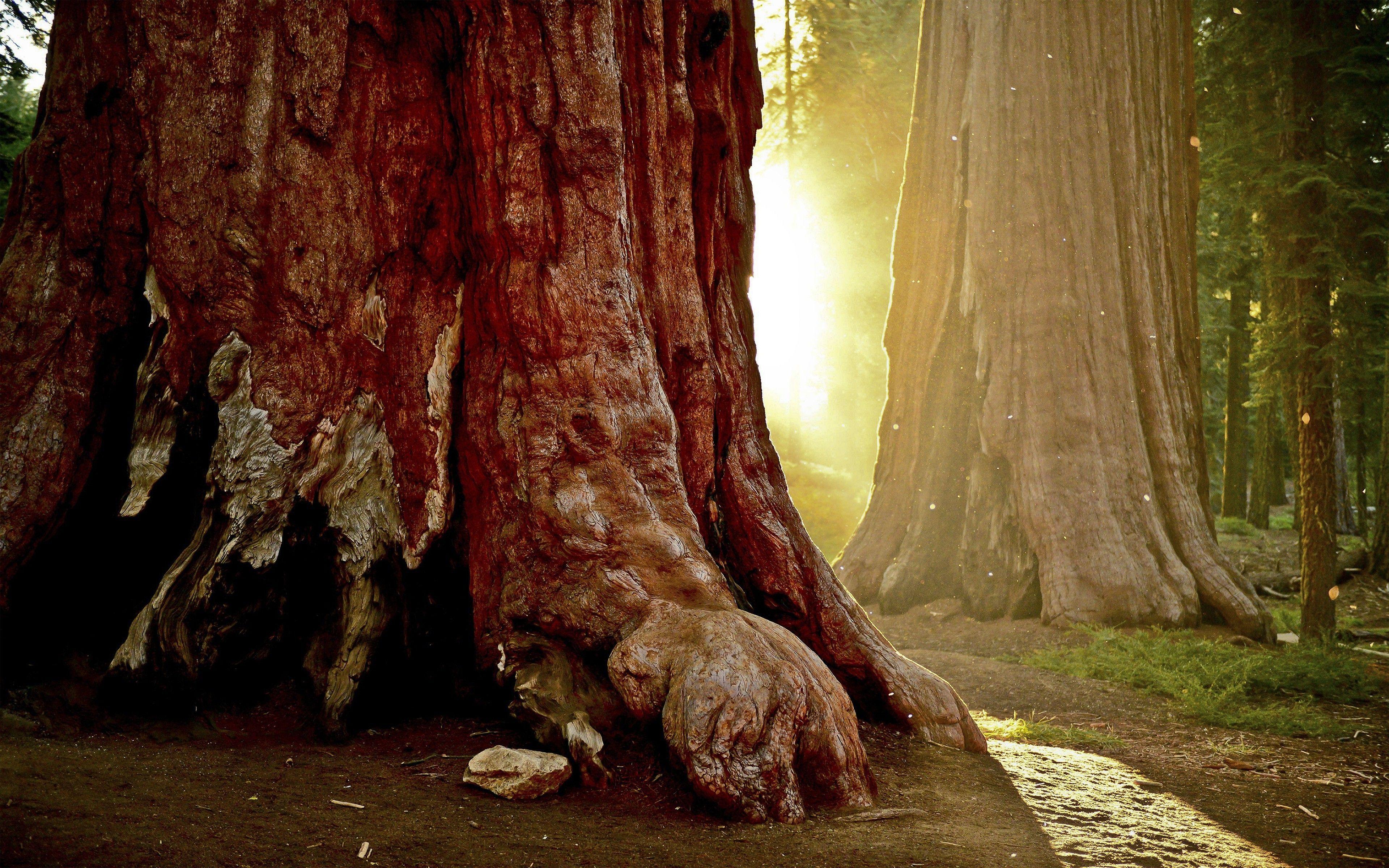 3840x2400 nature, Trees, Forest, Sunlight, Redwood Wallpaper HD / Desktop and Mobile Background
