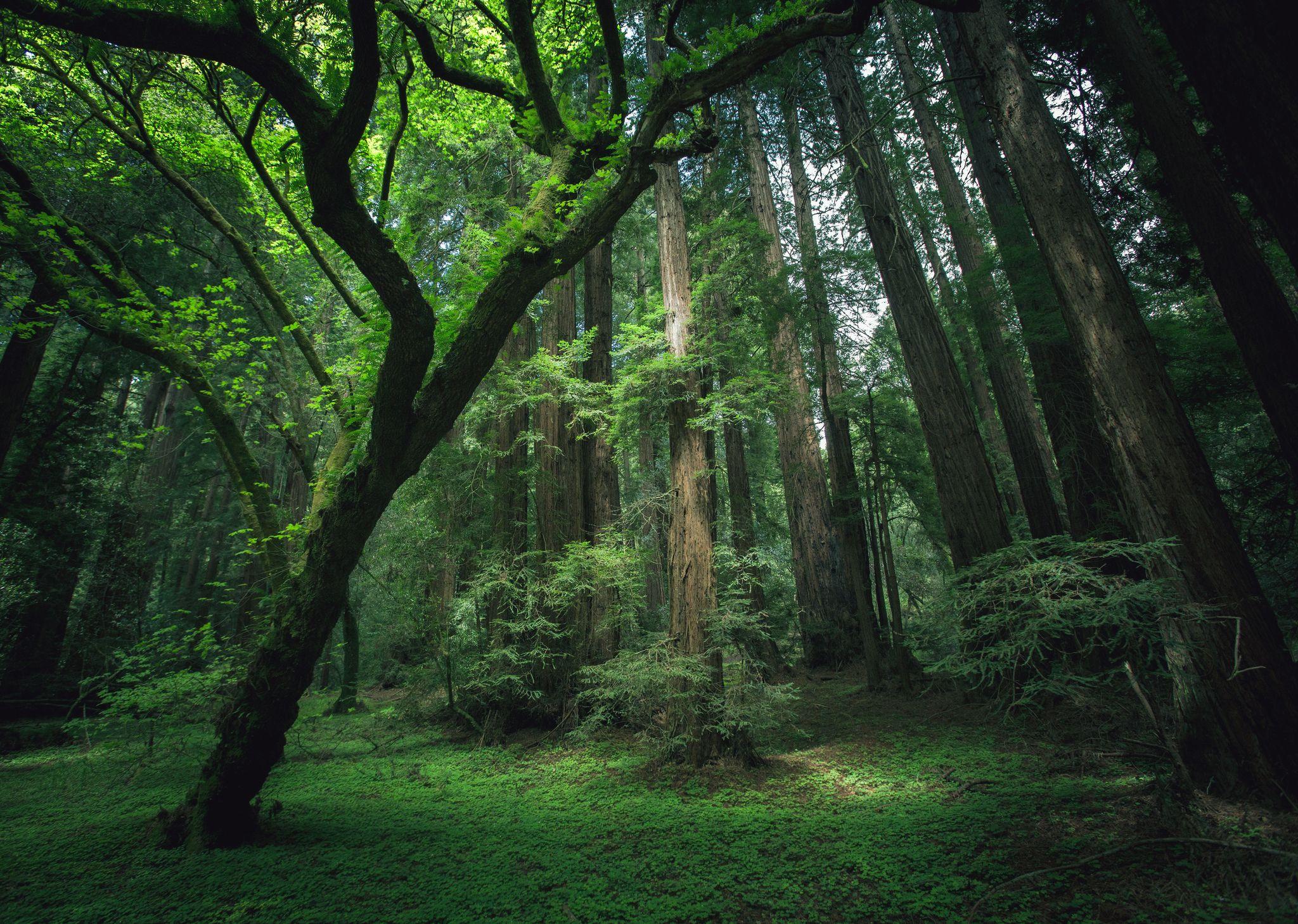 2048x1459 Free download Redwood Forest Background wallpaper wallpaper HD background [2048x1459] for your Desktop, Mobile & Tablet. Explore Redwood Forest HD Wallpaper. Redwoods Background and Wallpaper, Redwood Trees Wallpaper