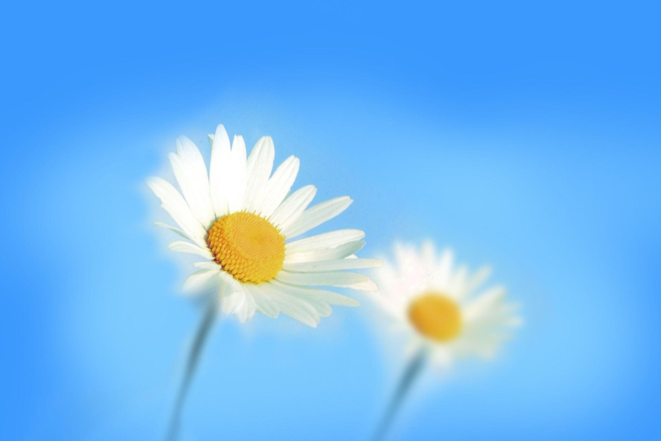 15 Outstanding windows flower desktop wallpaper You Can Save It For ...