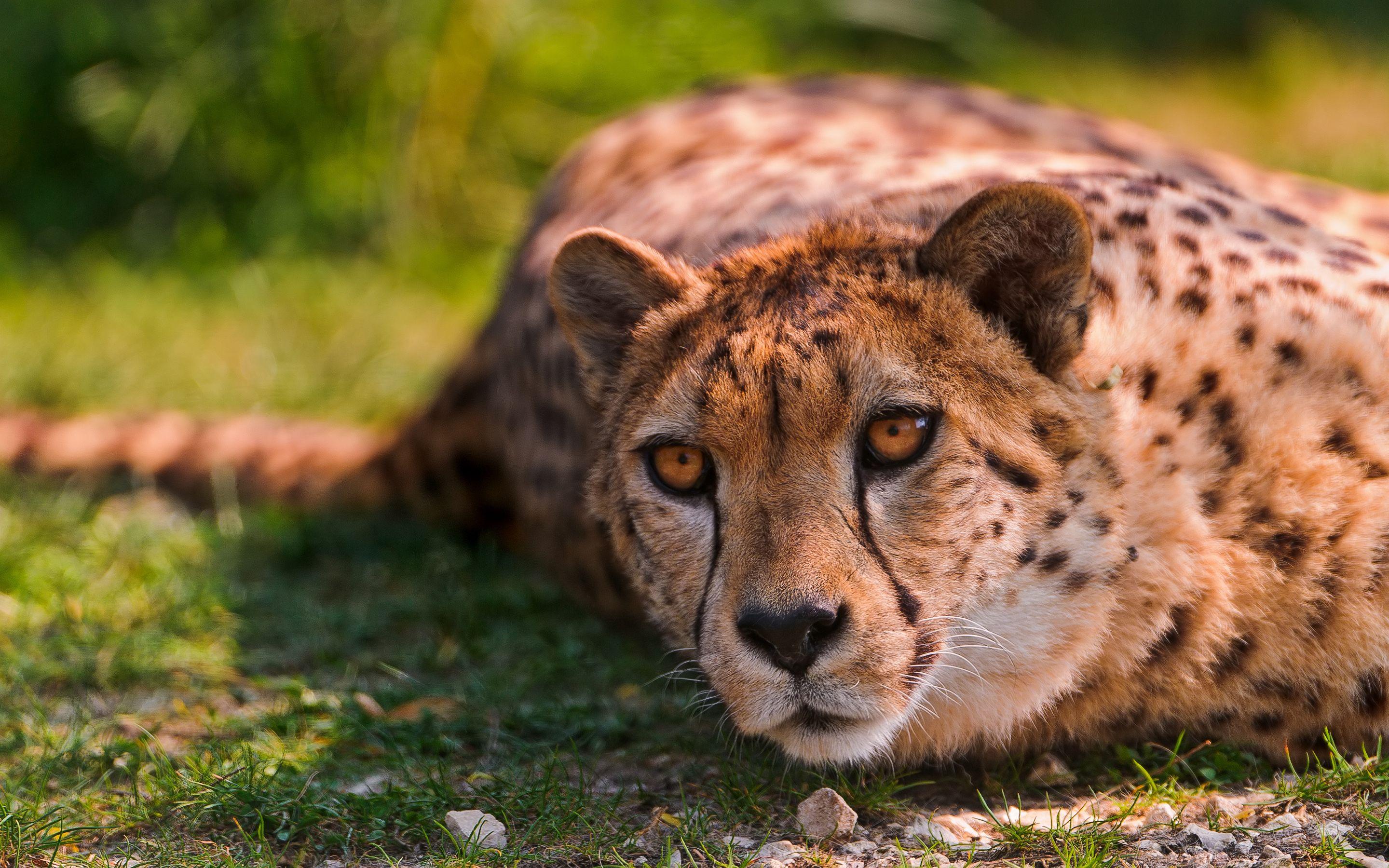 2880x1800 Picture Cheetahs Big cats Animals Staring 2880x1800