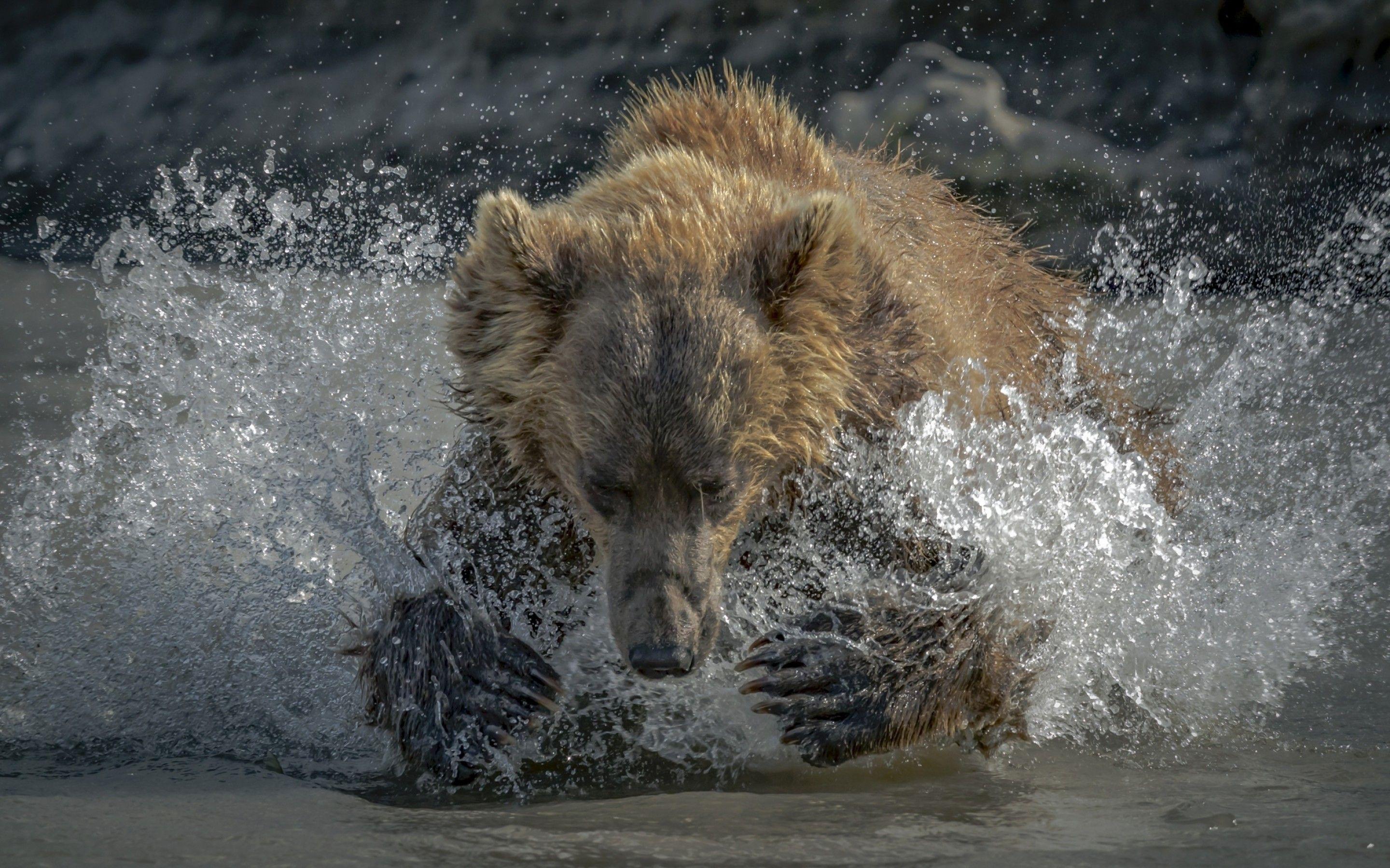 2880x1800 Download 2880x1800 Bear, Water Splash, Predator, Wildlife Wallpaper for MacBook Pro 15 inch