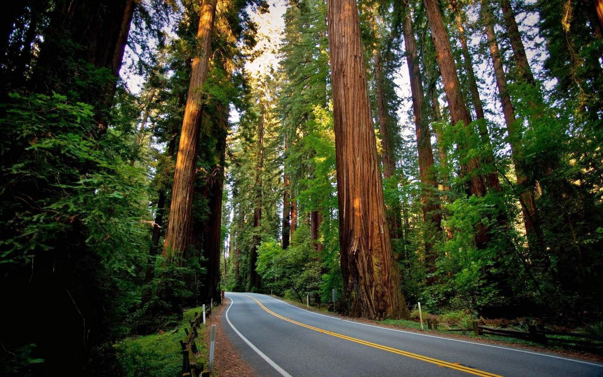 1920x1200 Redwood Wallpaper