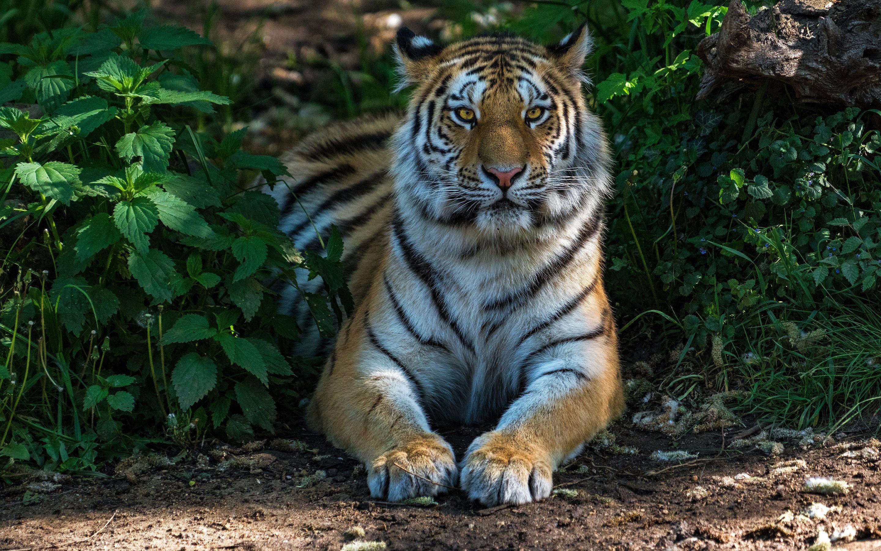 2880x1800 Desktop Wallpaper Tigers Paws animal Staring 2880x1800