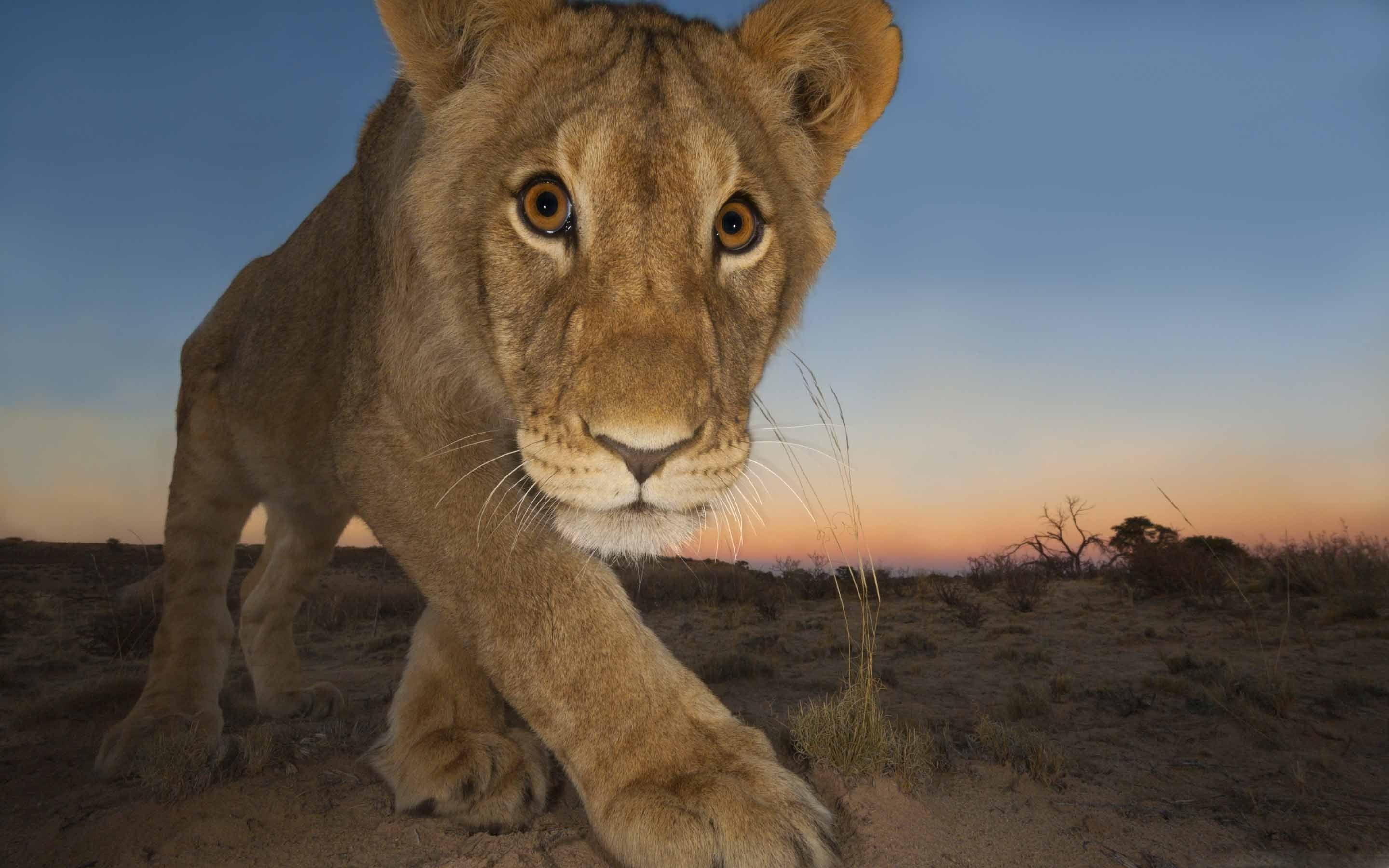 2880x1800 Wildlife Photographer Of The Year Disqualified