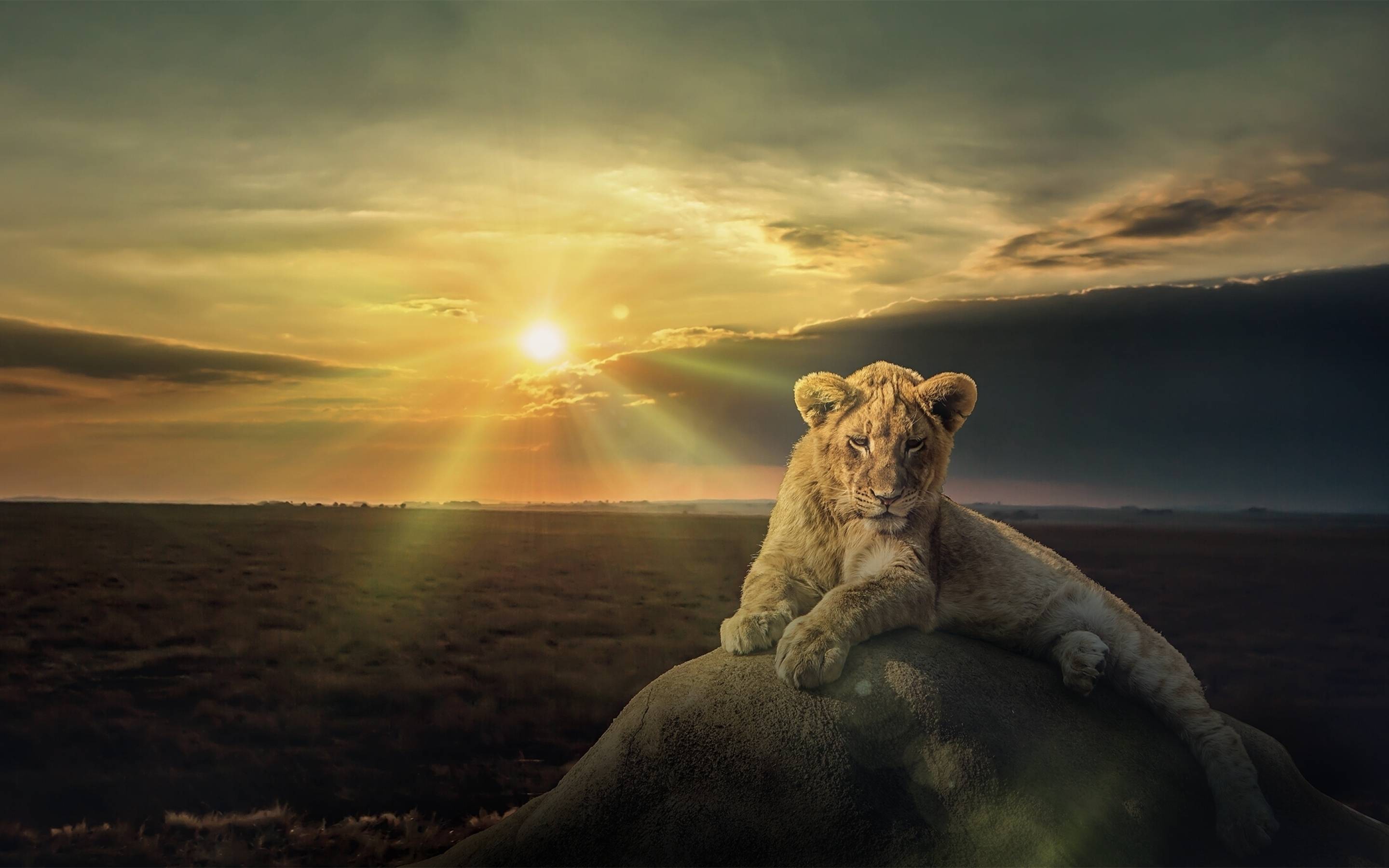 2880 X 1800 Wildlife Wallpapers - Top Free 2880 X 1800 Wildlife Backgrounds  - WallpaperAccess