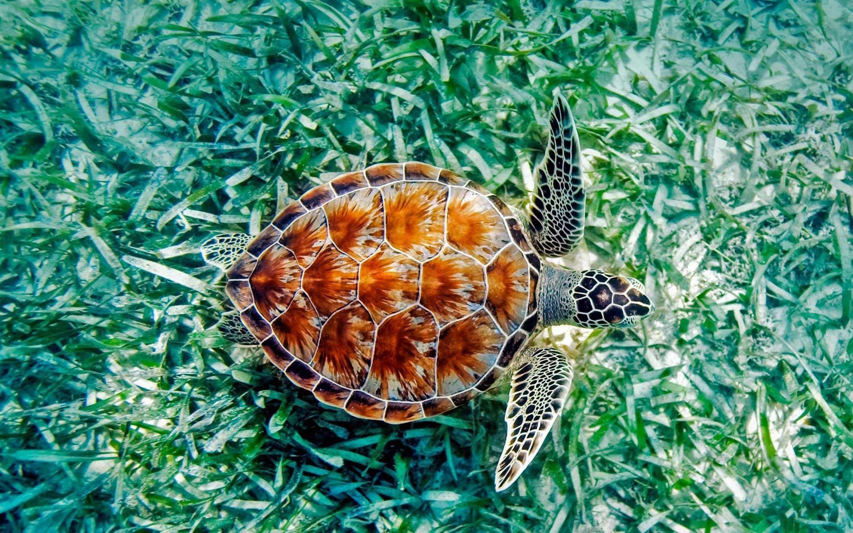 2880x1800 Download 2880x1800 Turtle, Underwater, Wildlife Wallpaper for MacBook Pro 15 inch
