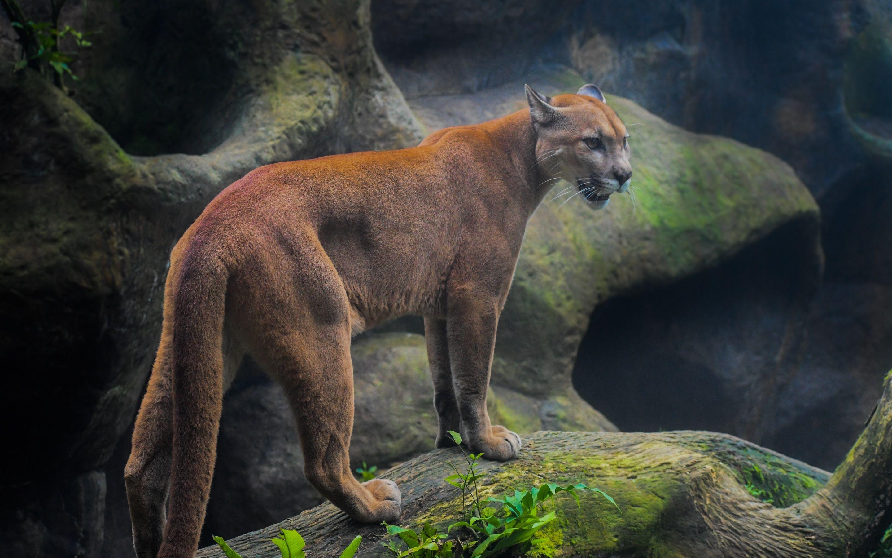 2880x1800 Cougar 5k Macbook Pro Retina HD 4k Wallpaper, Image, Background, Photo and Picture