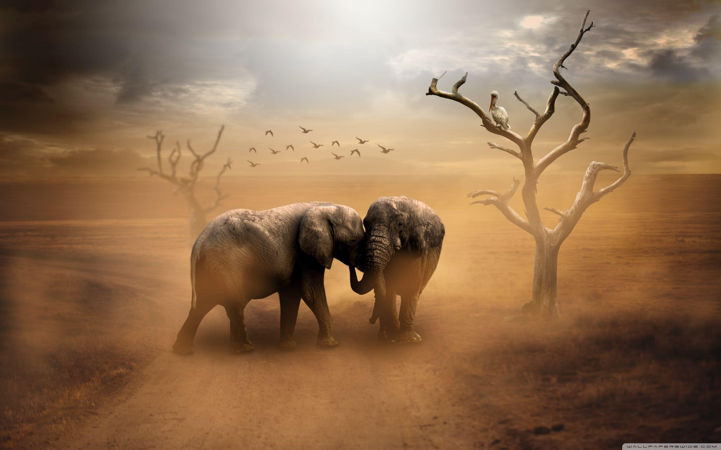 2880x1800 Two Elephants, Wild Animals, Dust Ultra HD Desktop Background Wallpaper for 4K UHD TV : Widescreen & UltraWide Desktop & Laptop : Multi Display, Dual Monitor : Tablet