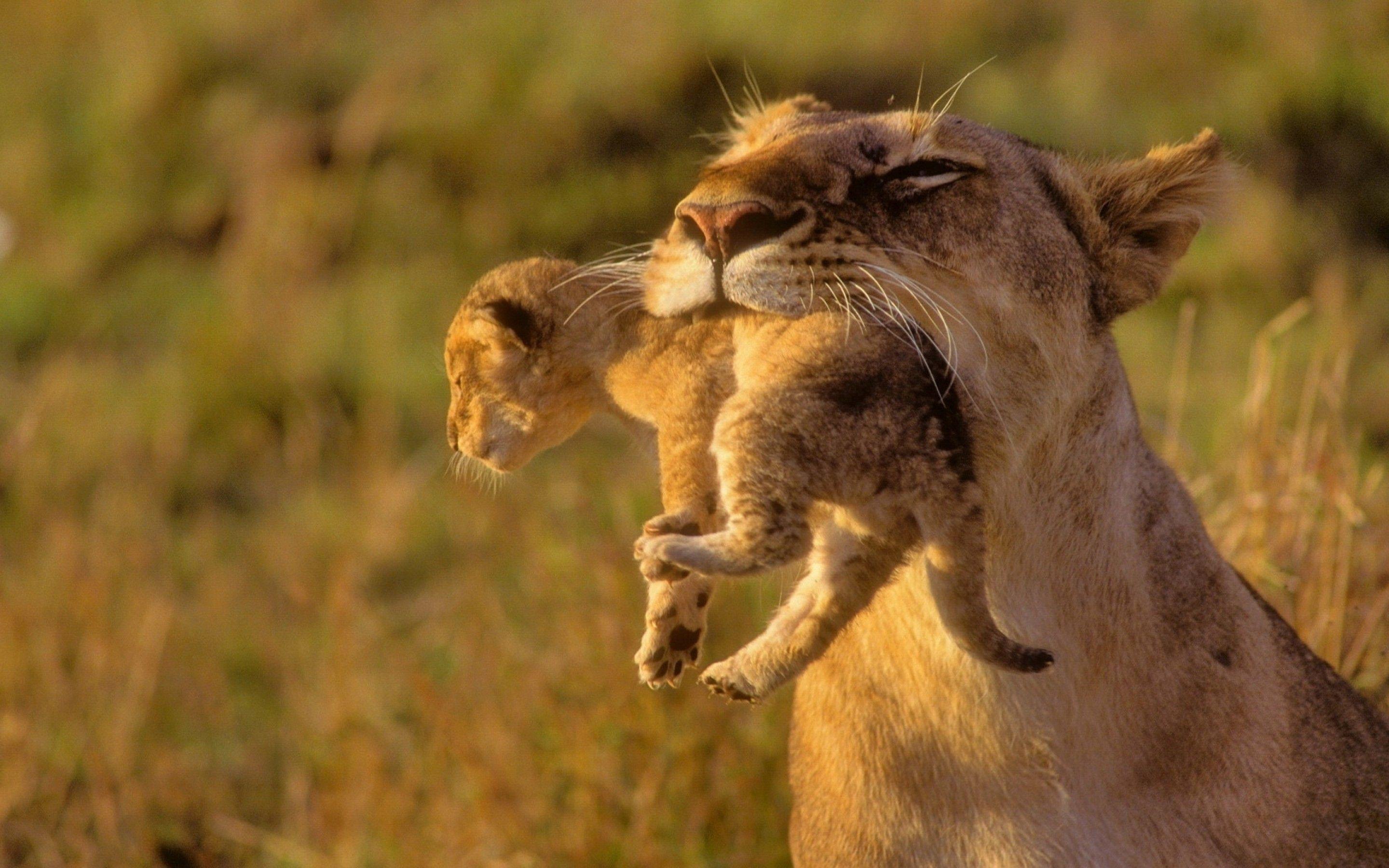 2880x1800 Ultra HD Wallpaper Animals