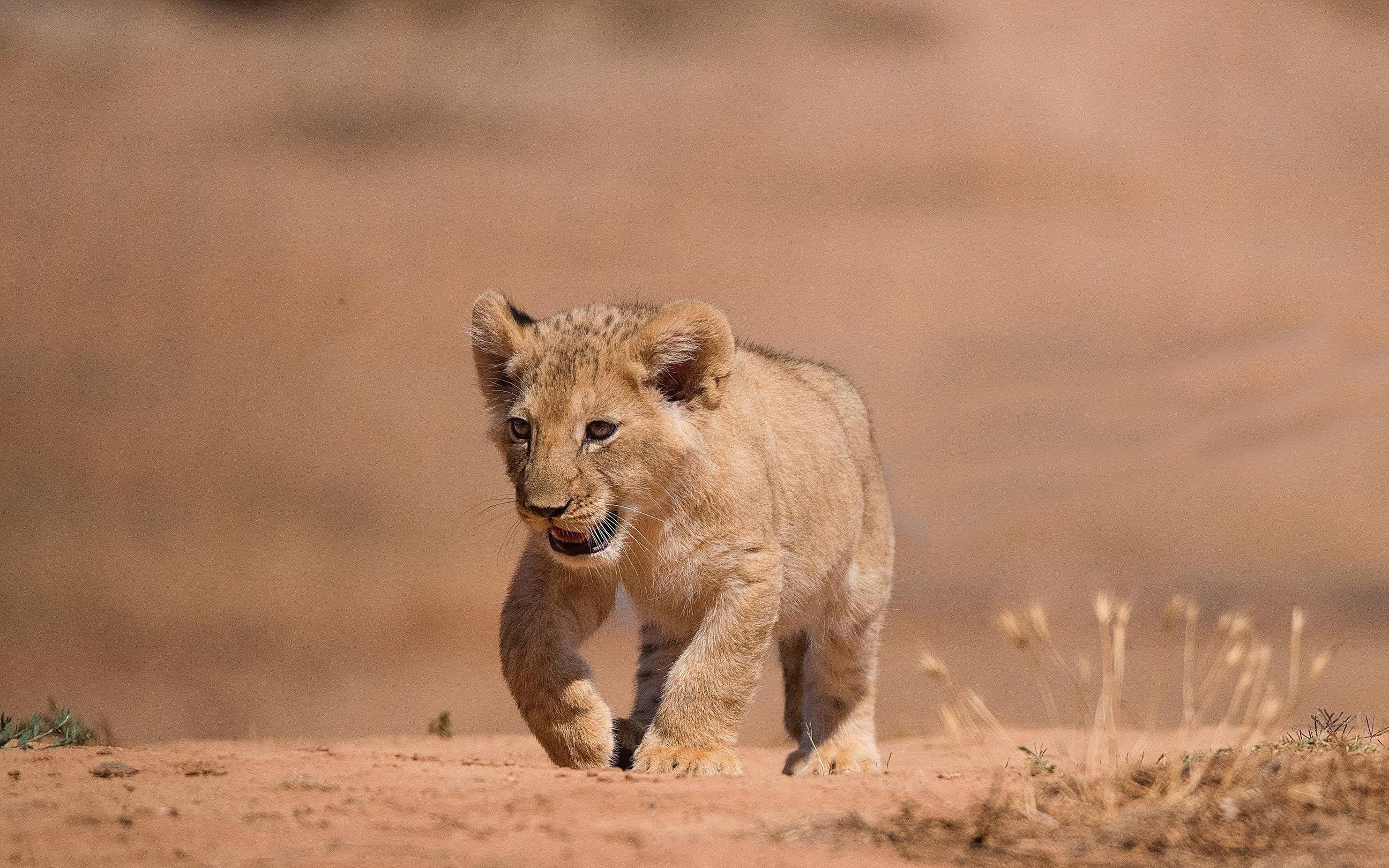 2880x1800 Awesome Baby Animal (cub) free background for HD 2880x1800 desktop