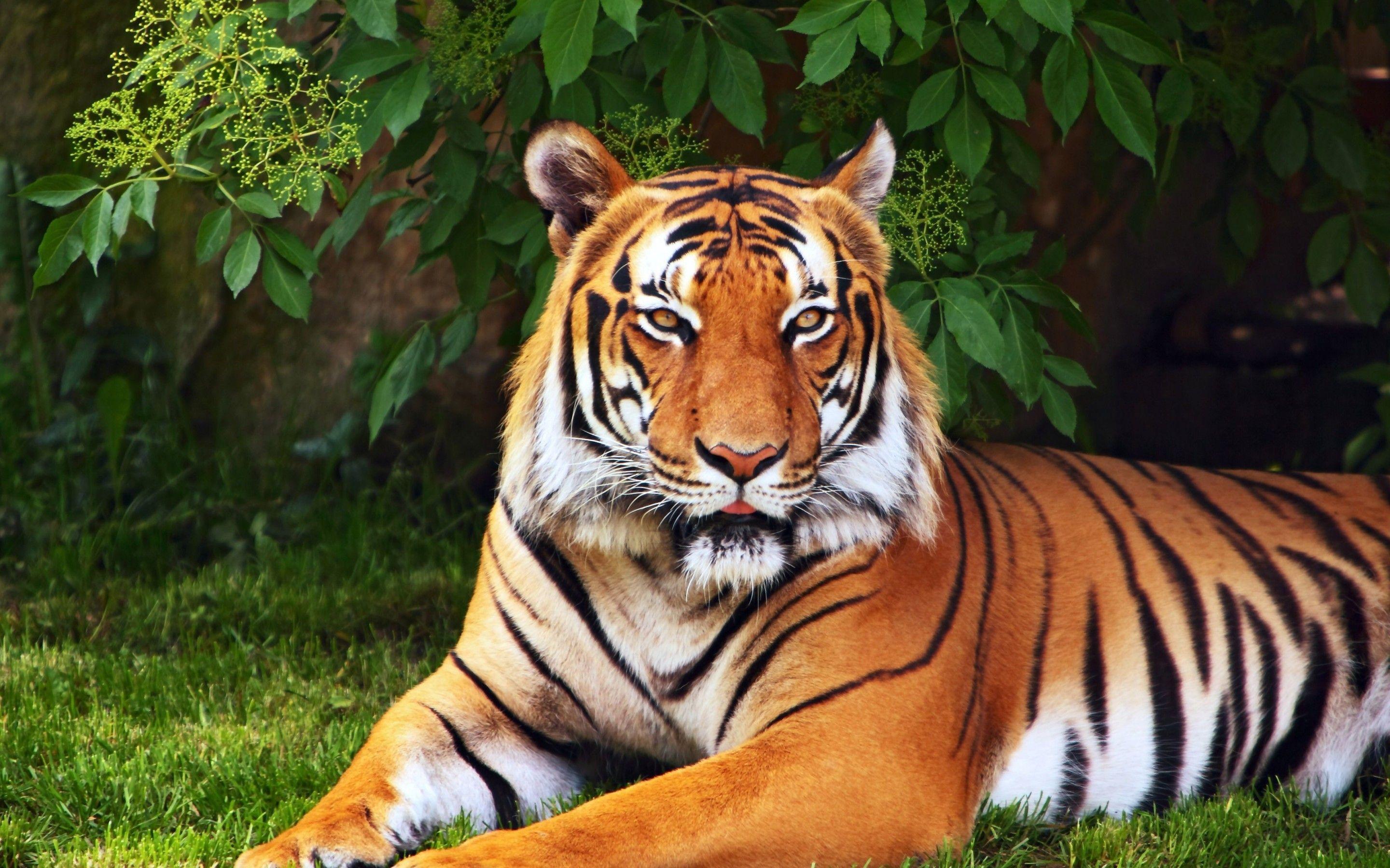 2880x1800 Title Animal Tiger Cats Wallpaper Image Full HD Download HD Wallpaper