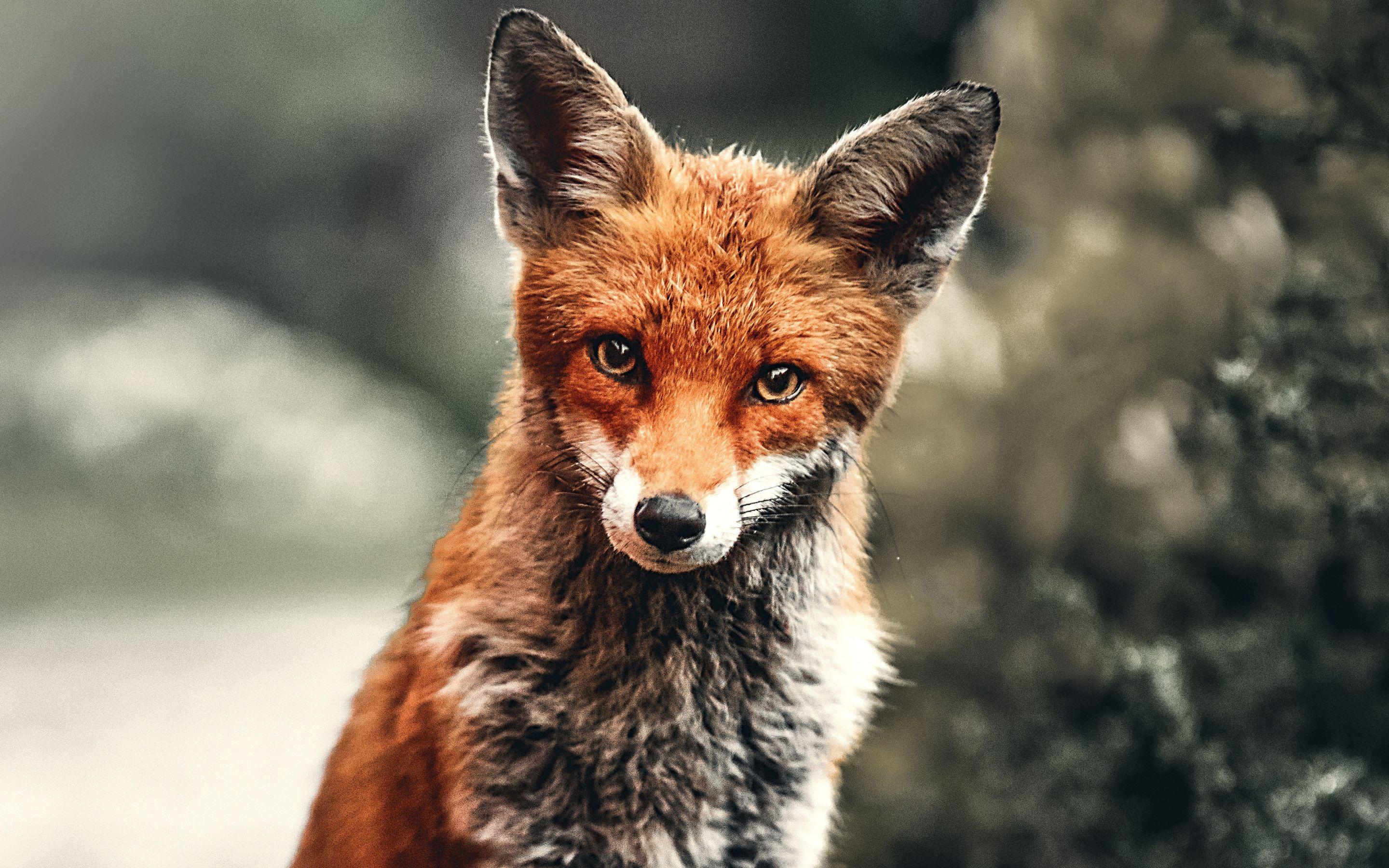 2880x1800 Download 2880x1800 wallpaper wild animal, fox, red, mac pro retaia image, background, 21540