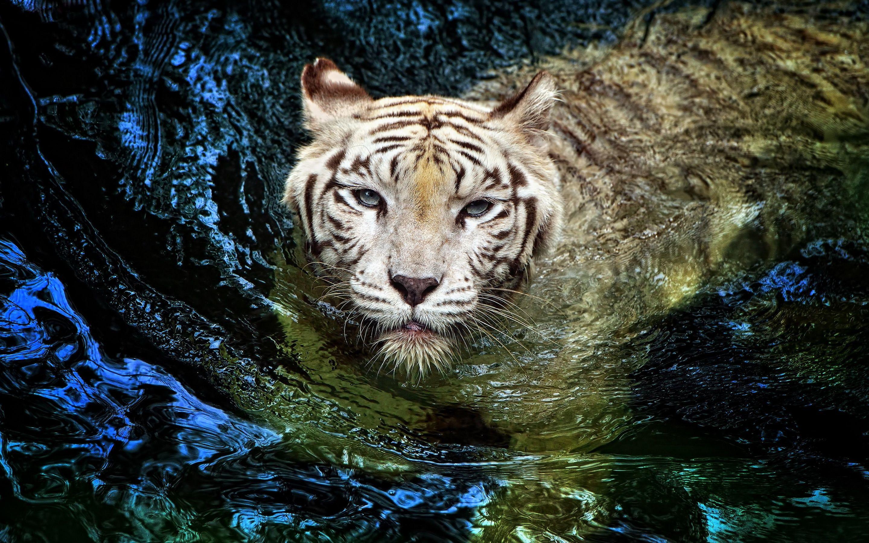 2880x1800 Free download Download White Tiger Swimming Water Animal HD Wallpaper [ 2880x1800] for your Desktop, Mobile & Tablet. Explore Water Animals Wallpaper. Water Animals Wallpaper, Wallpaper Animals, Water Wallpaper
