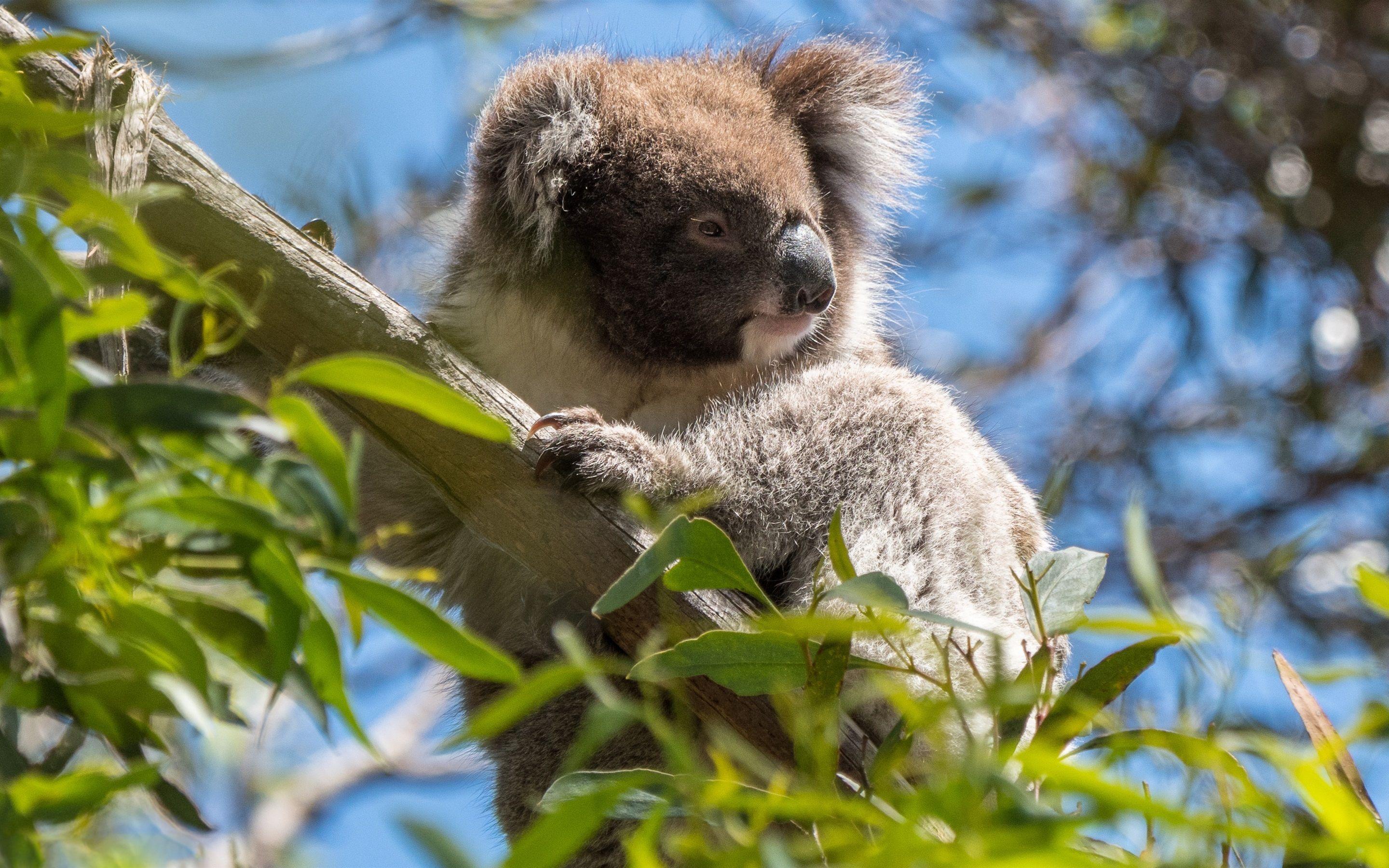 2880x1800 Wallpaper Australia, koala, wildlife 2880x1800 HD Picture, Image